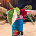 Alocasia Platinum albo