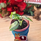 Alocasia Black Velvet pink