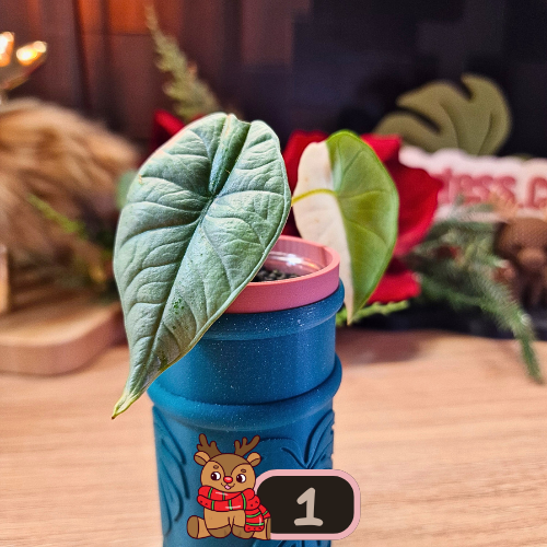 Alocasia Platinum albo