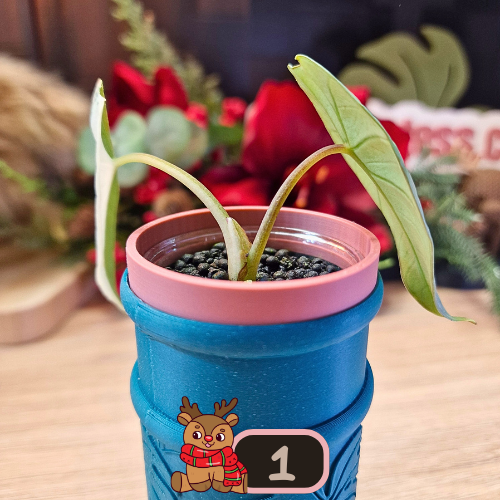 Alocasia Platinum albo