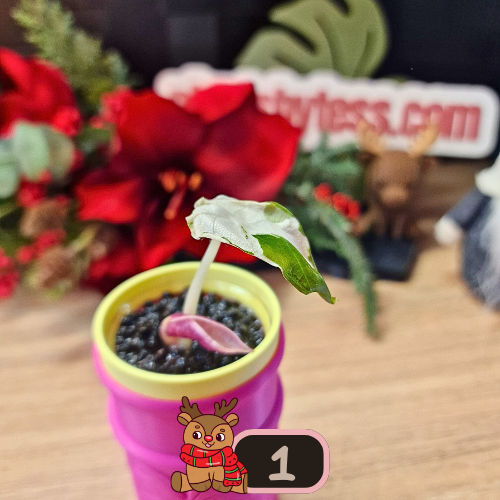 Alocasia Heart Balloon Pink