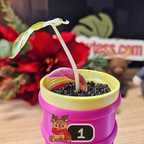 Alocasia Heart Balloon Pink