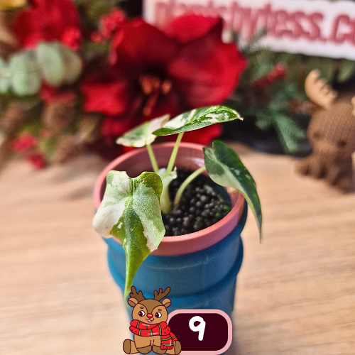 Alocasia Black Velvet pink