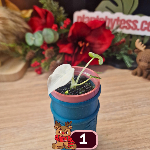 Alocasia Black Velvet pink