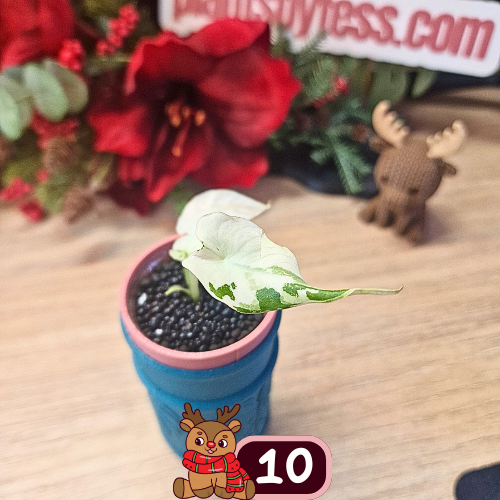 Alocasia Black Velvet pink