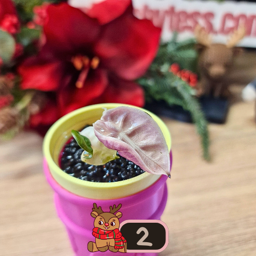 Alocasia Heart Balloon Pink