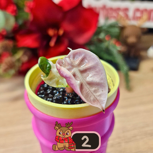 Alocasia Heart Balloon Pink