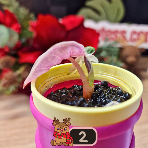 Alocasia Heart Balloon Pink