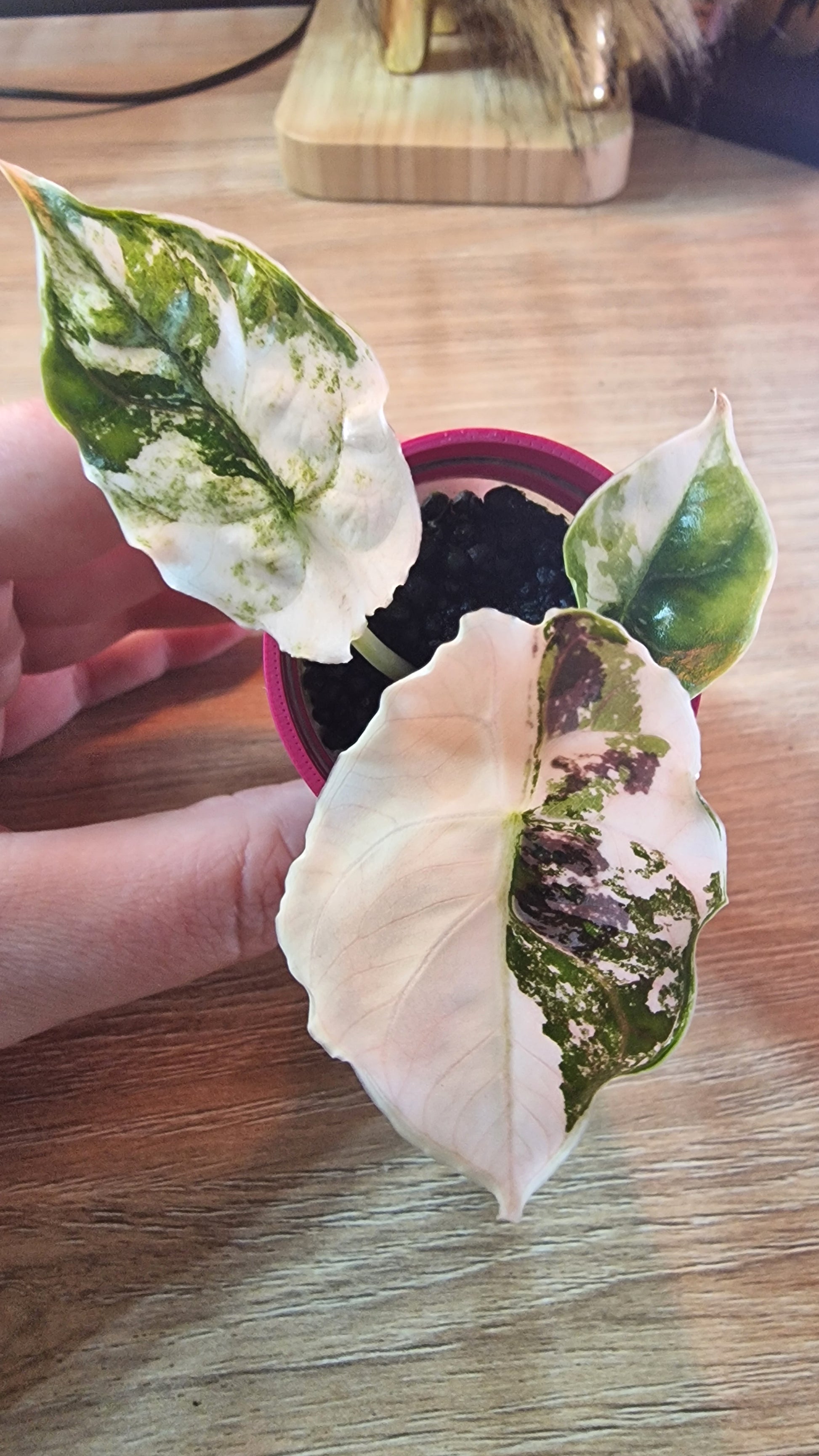 Alocasia Azlanii albo/pink