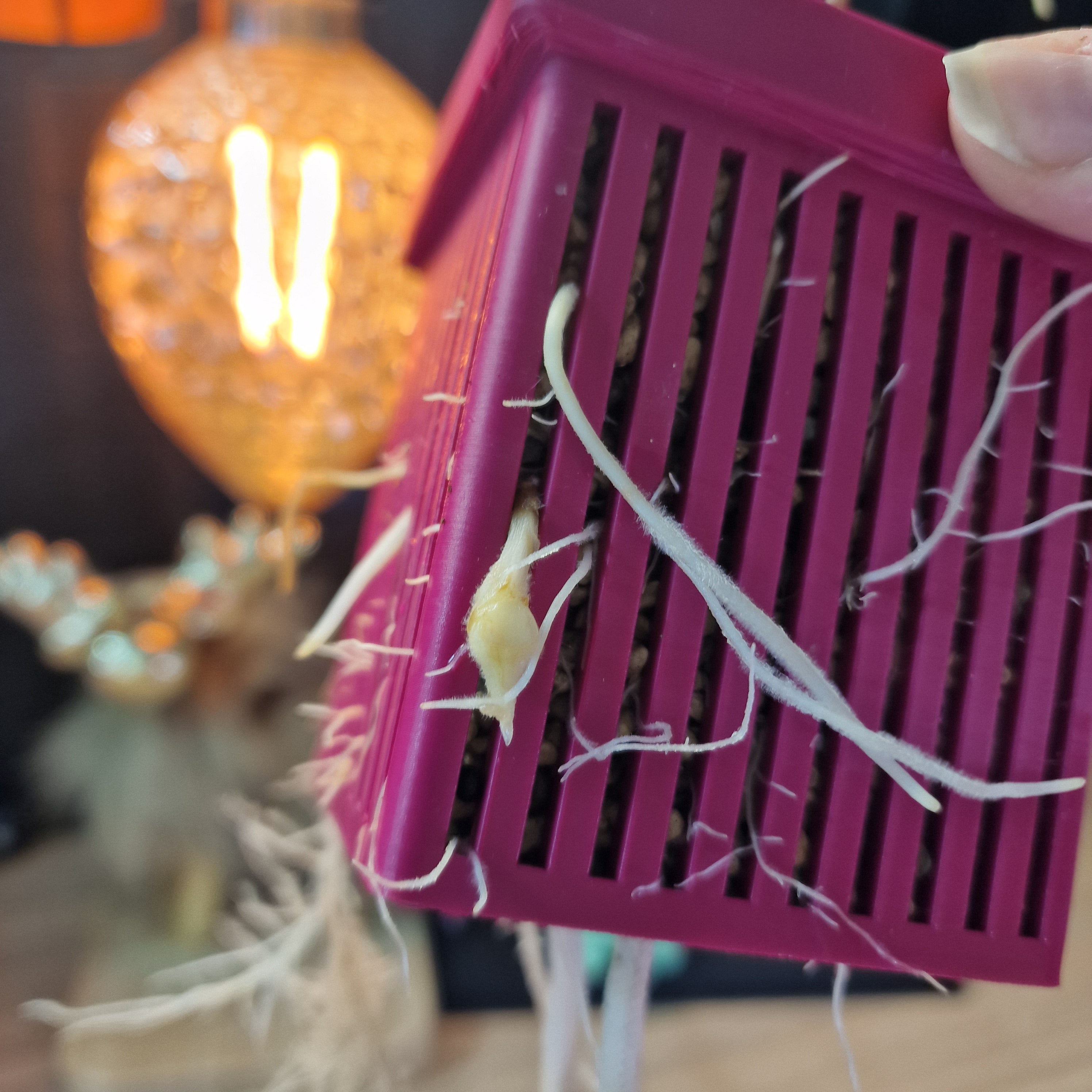 Tiny Sips – Self-watering pot (Small)