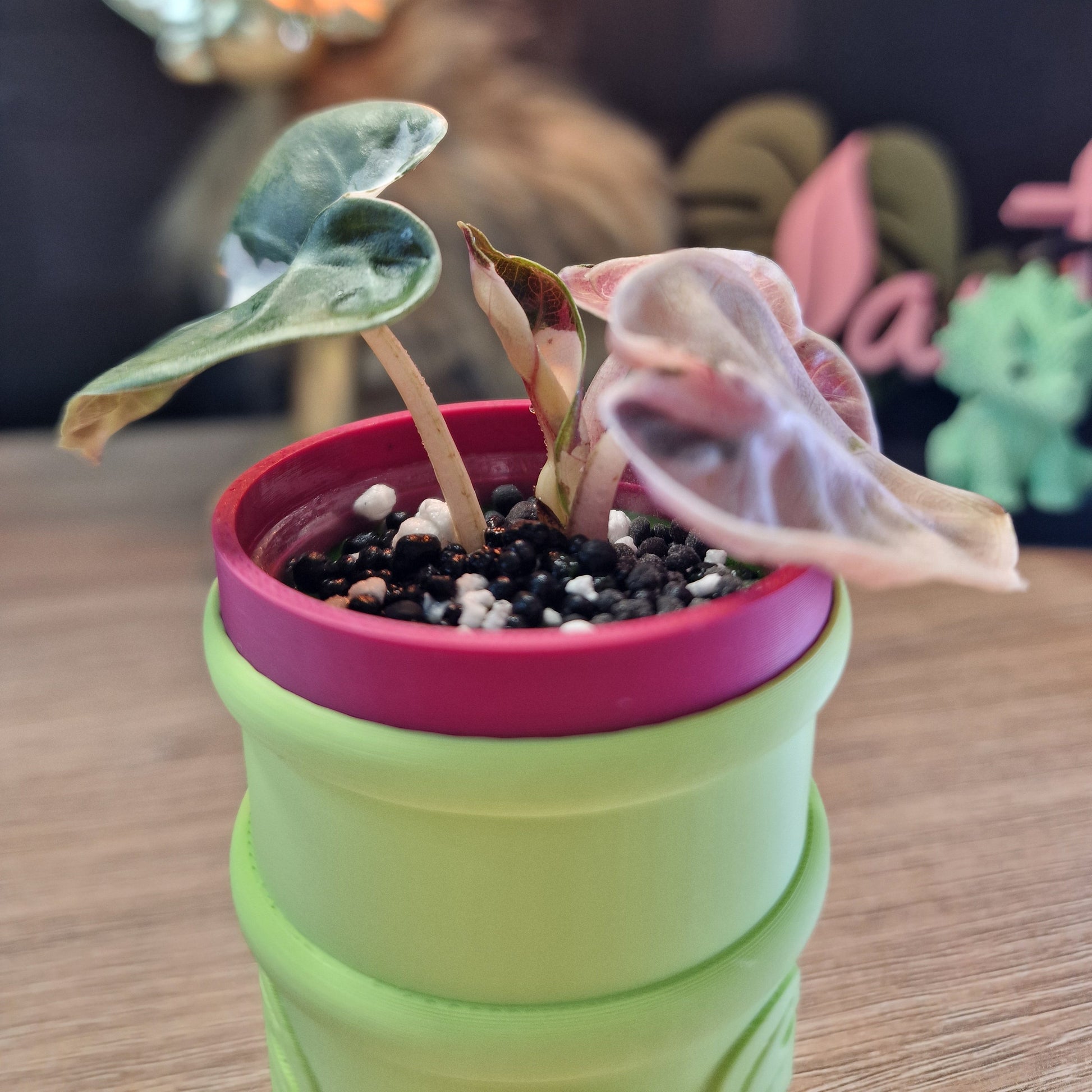 Alocasia Heart Balloon pink