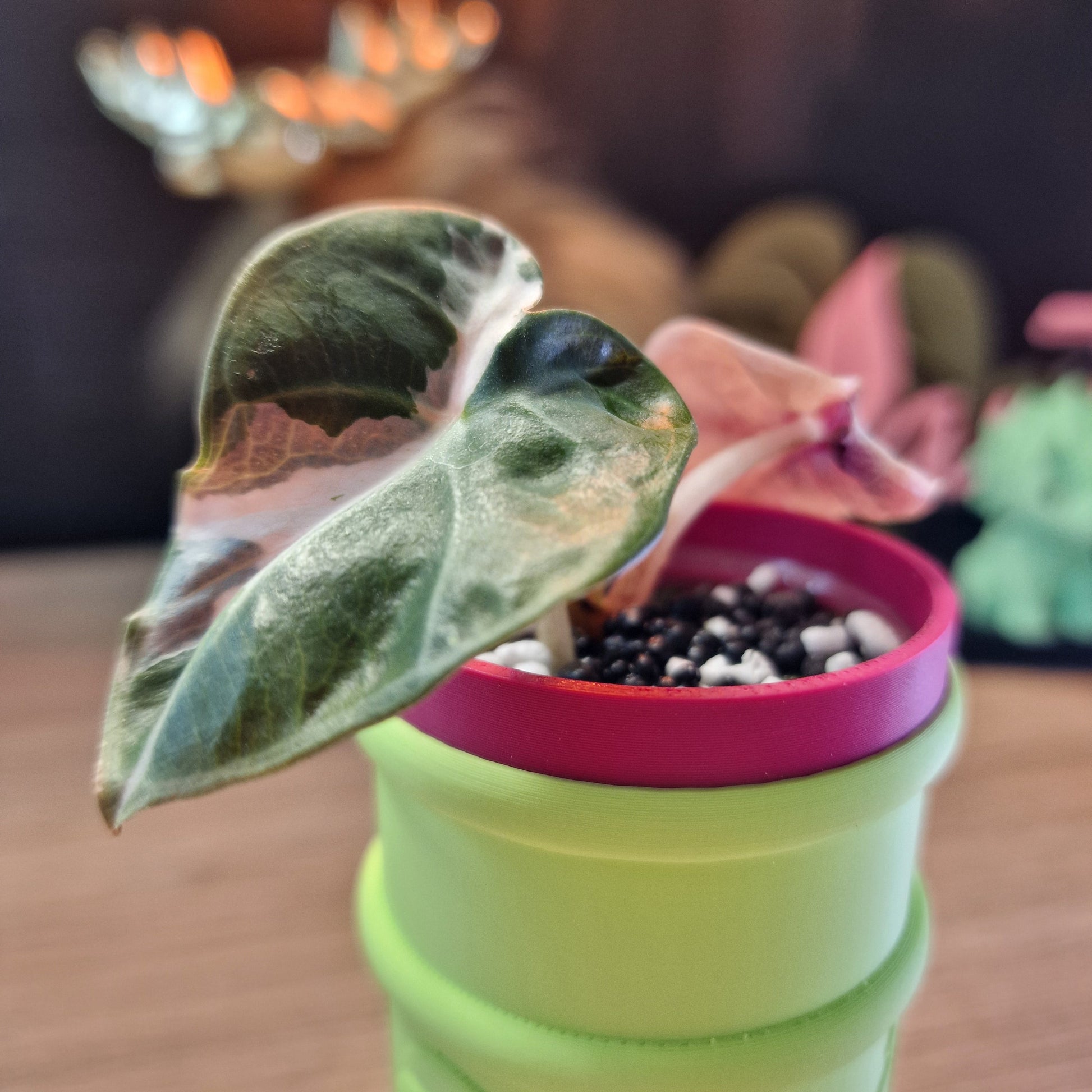 Alocasia Heart Balloon pink