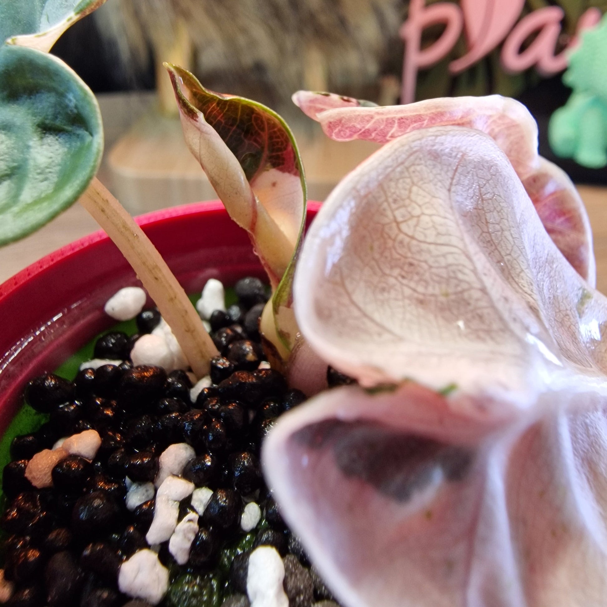 Alocasia Heart Balloon pink