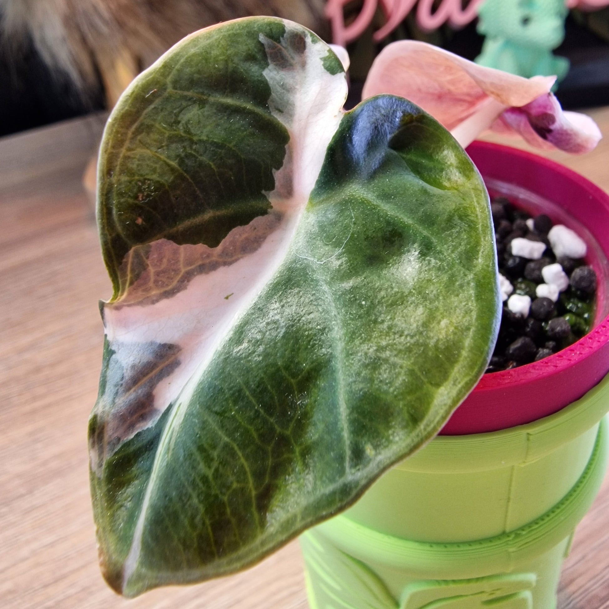 Alocasia Heart Balloon pink