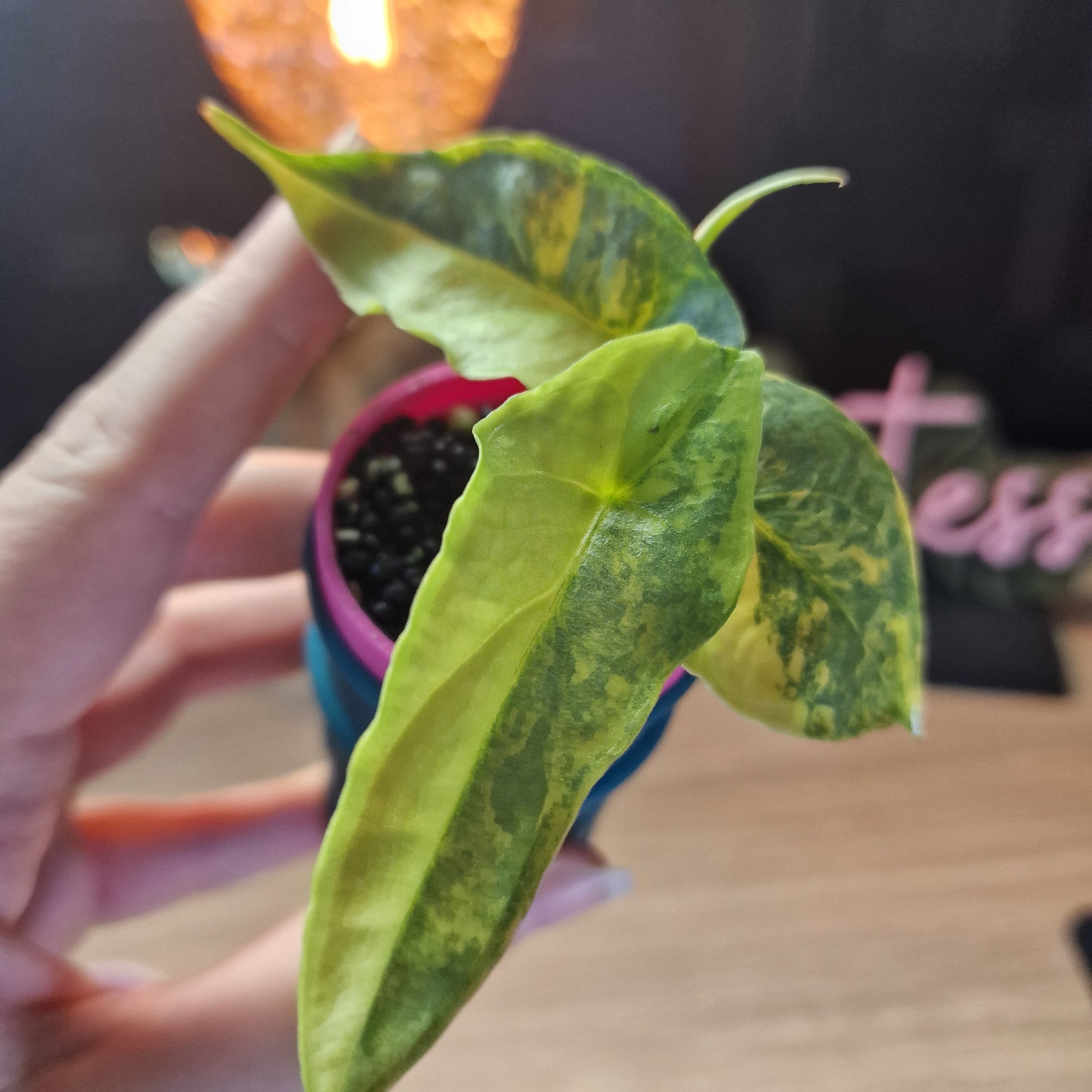 Alocasia Heterophylla 'Dragons Breath' aurea