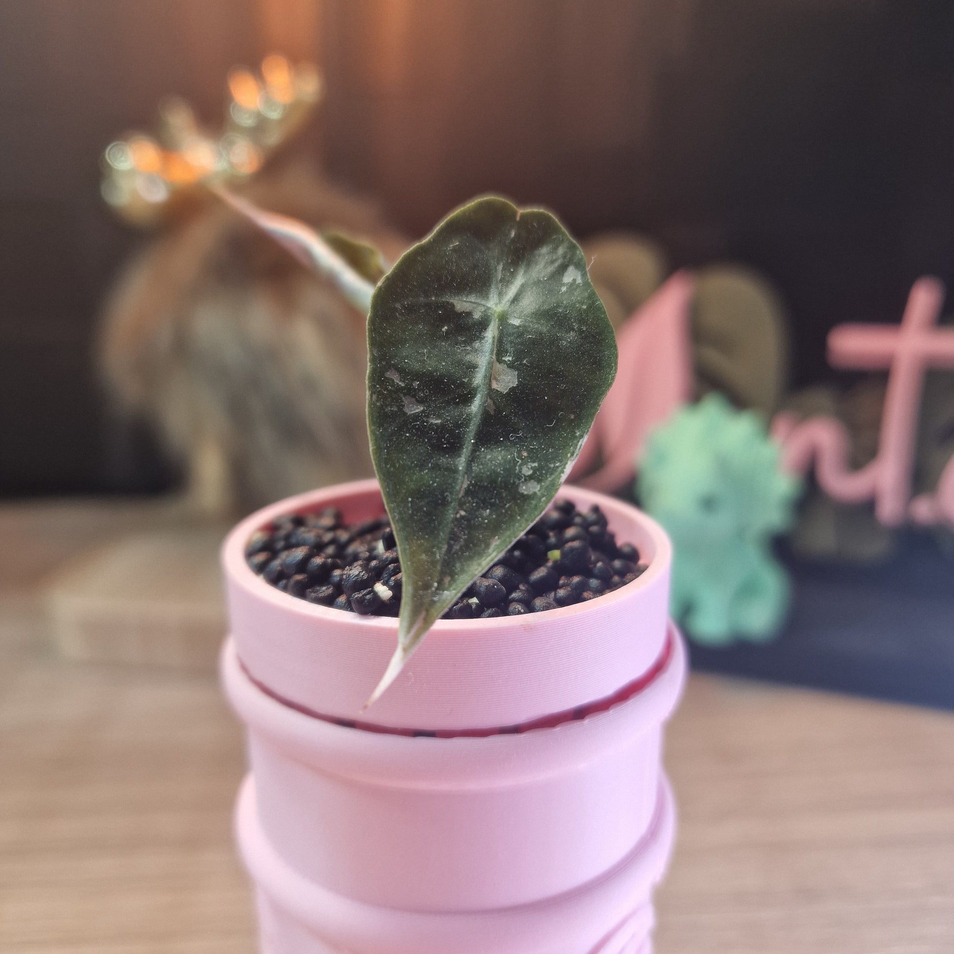 Alocasia Sanderiana Bull Pink