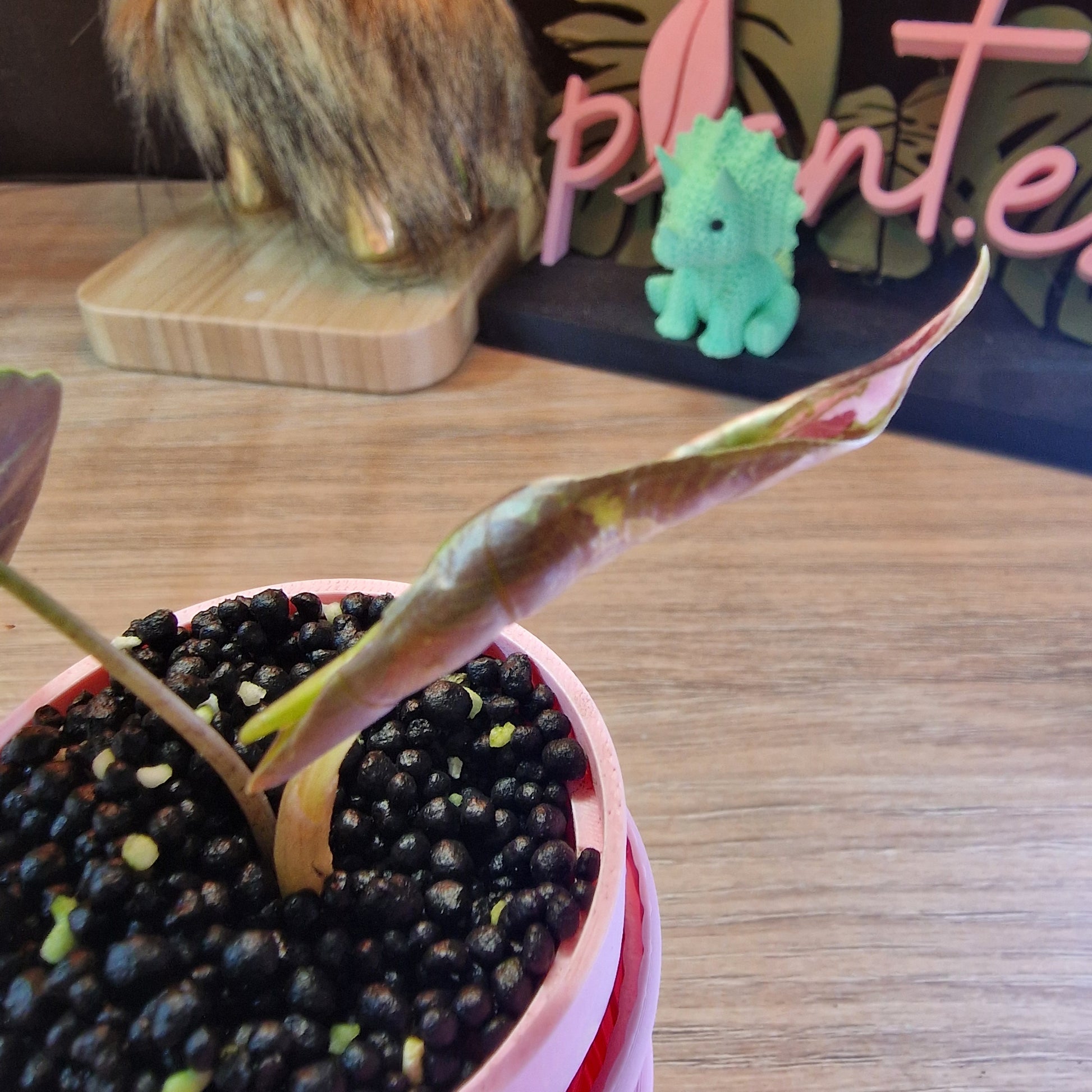 Alocasia Sanderiana Bull Pink