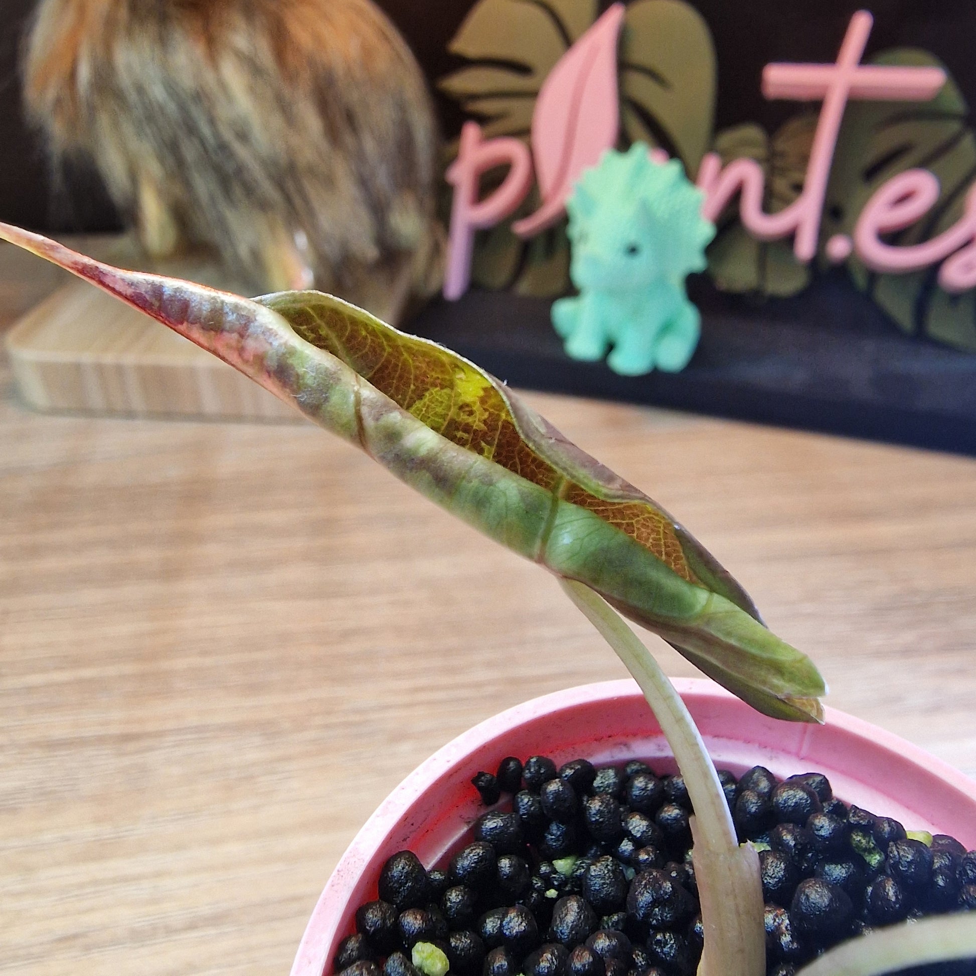 Alocasia Sanderiana Bull Pink