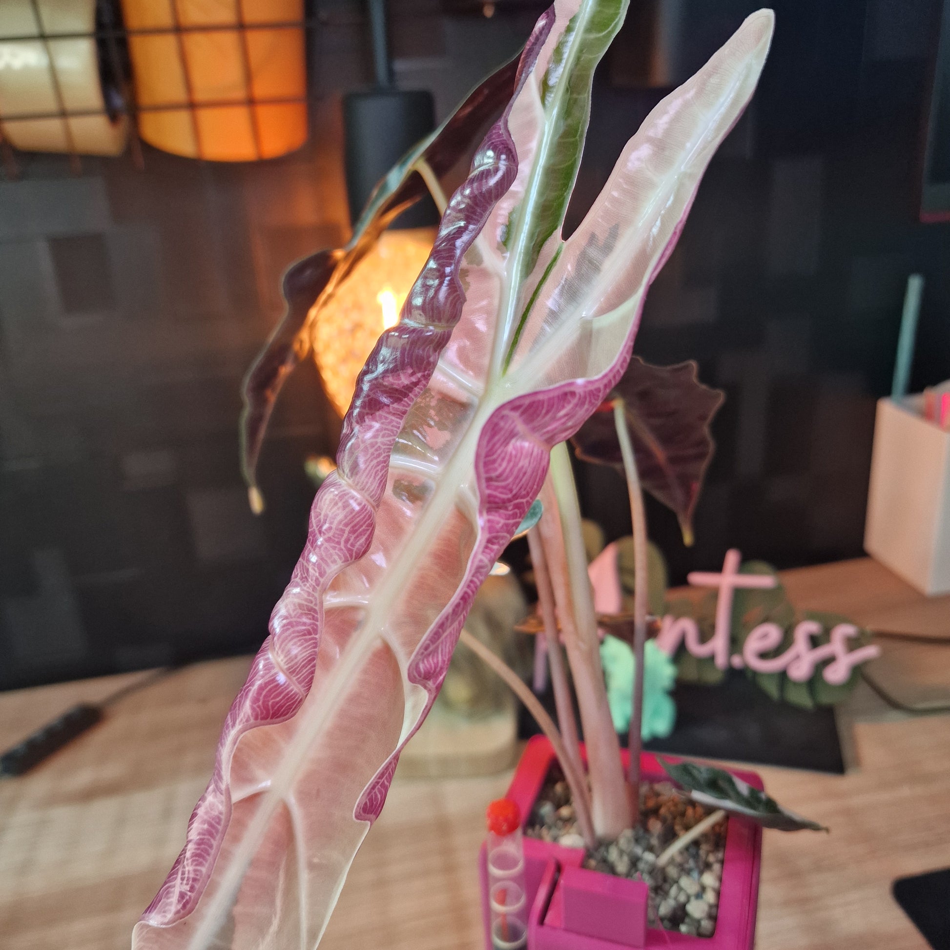 Alocasia Sanderiana Bull Pink