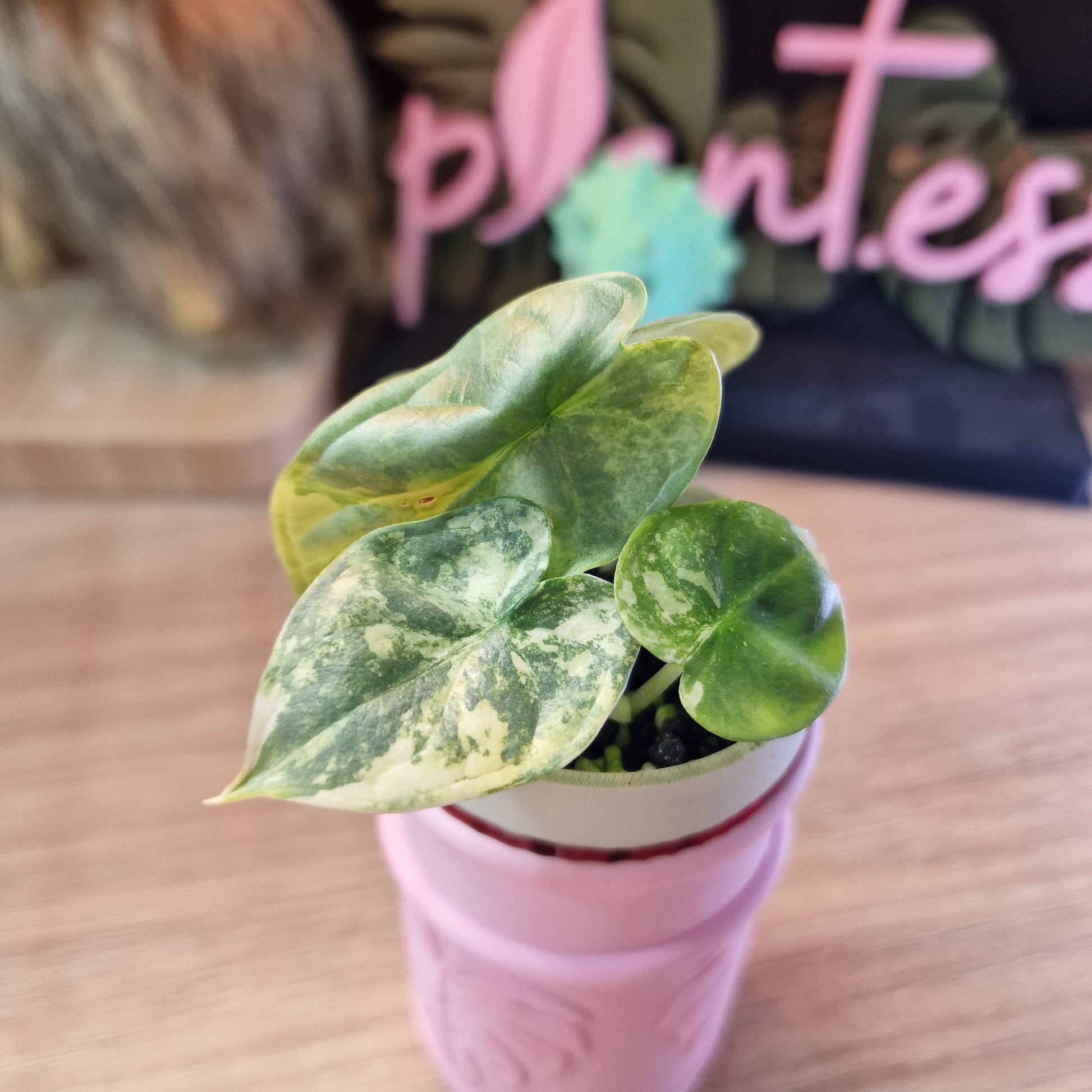 Alocasia Silver Dragon Variegated