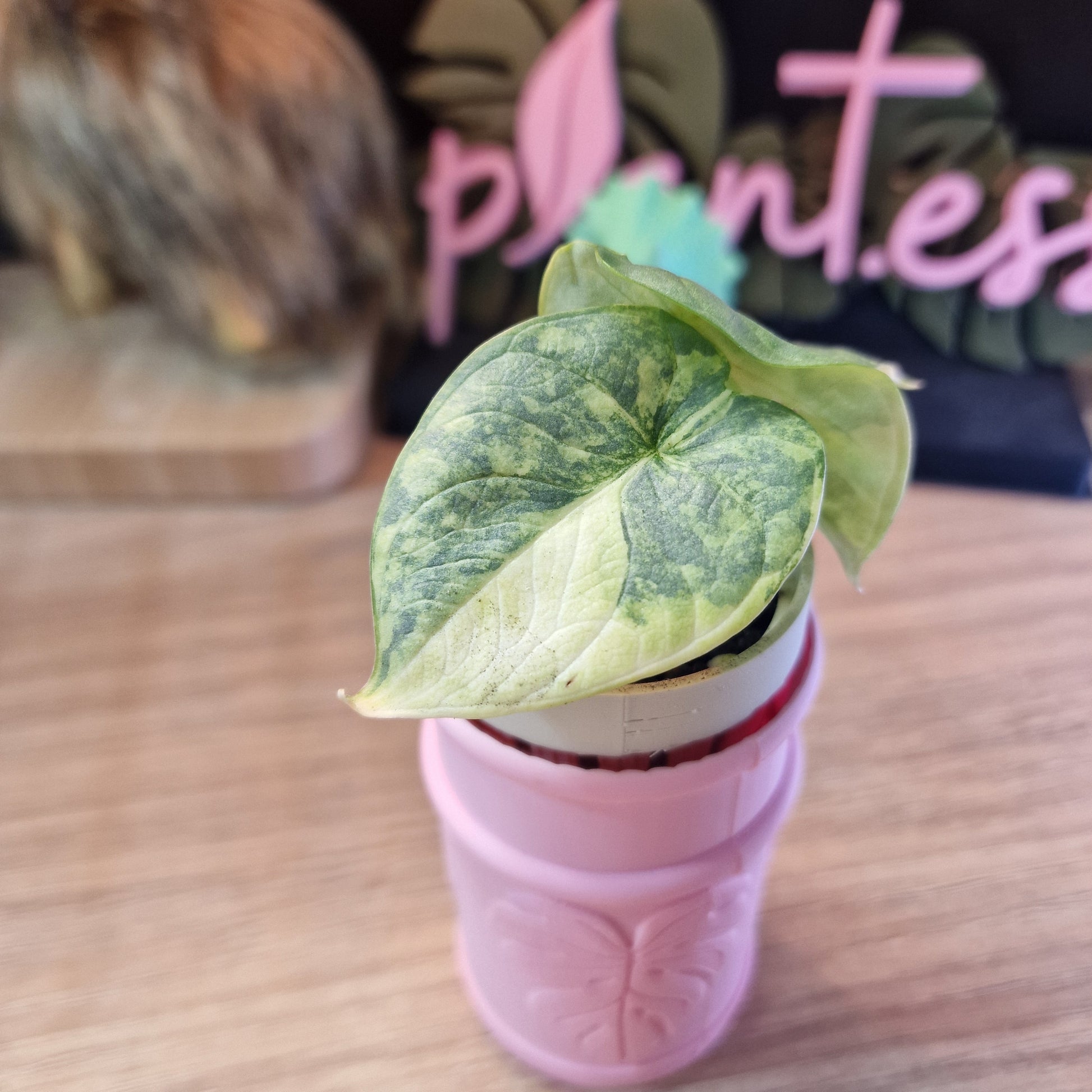 Alocasia Silver Dragon Variegated
