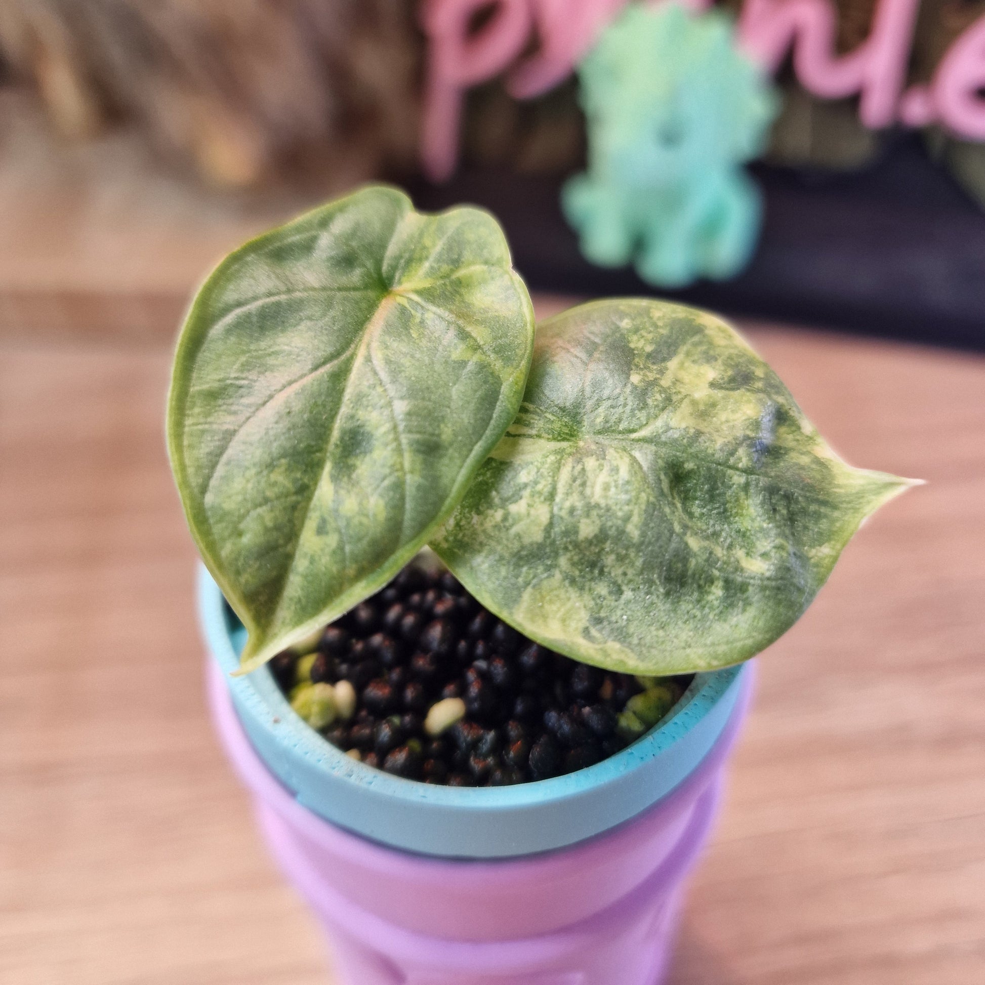 Alocasia Silver Dragon Variegated