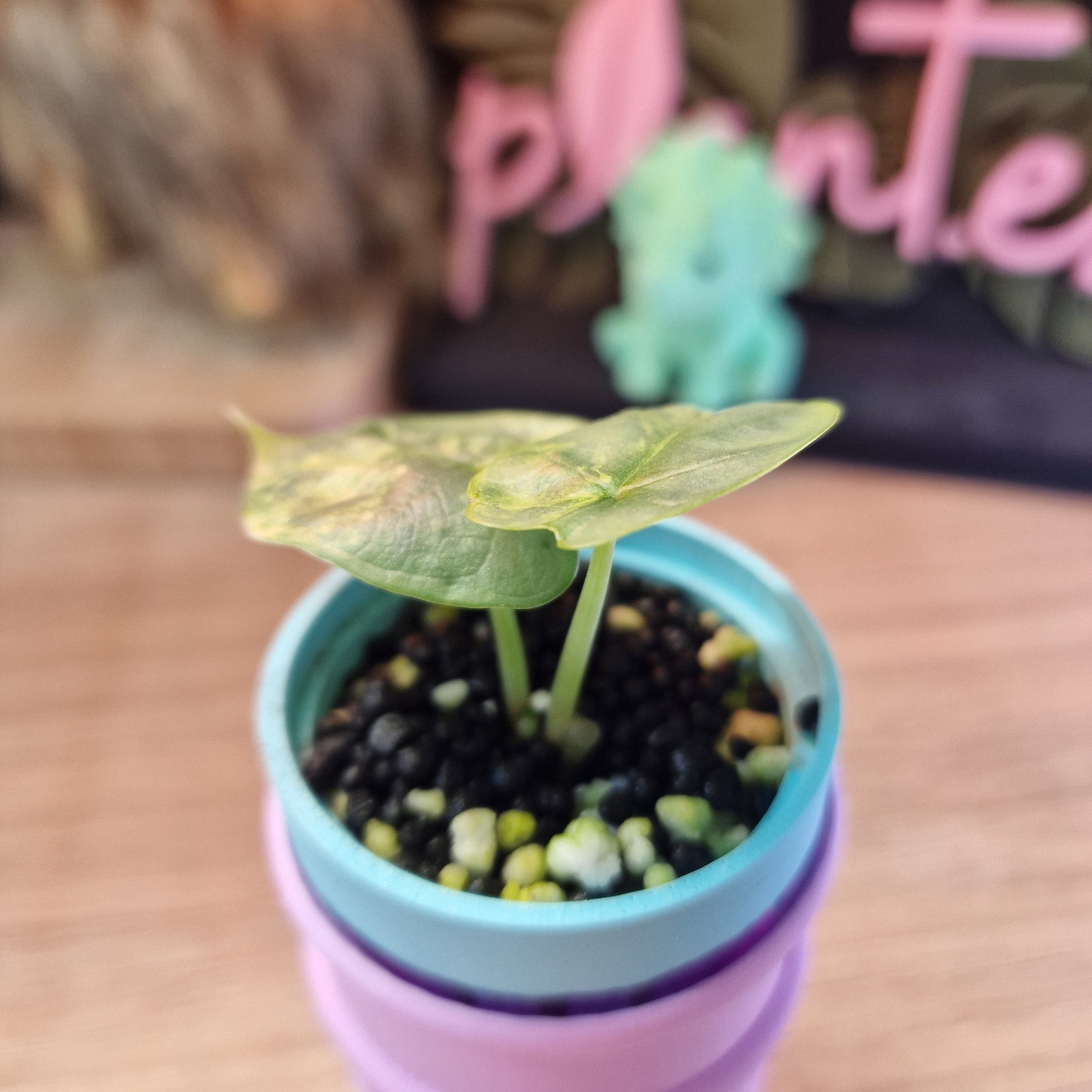 Alocasia Silver Dragon Variegated