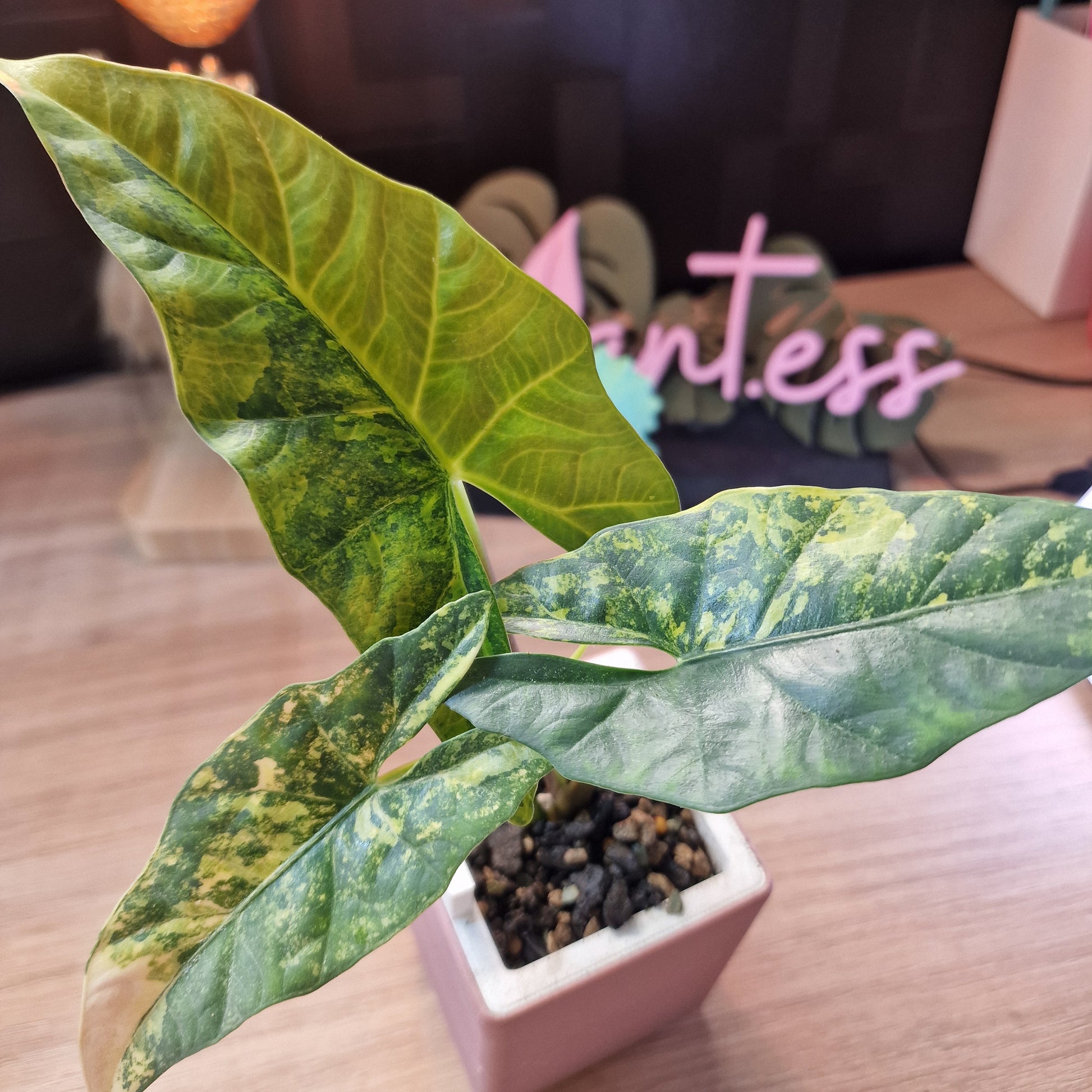 Alocasia Simpo aurea