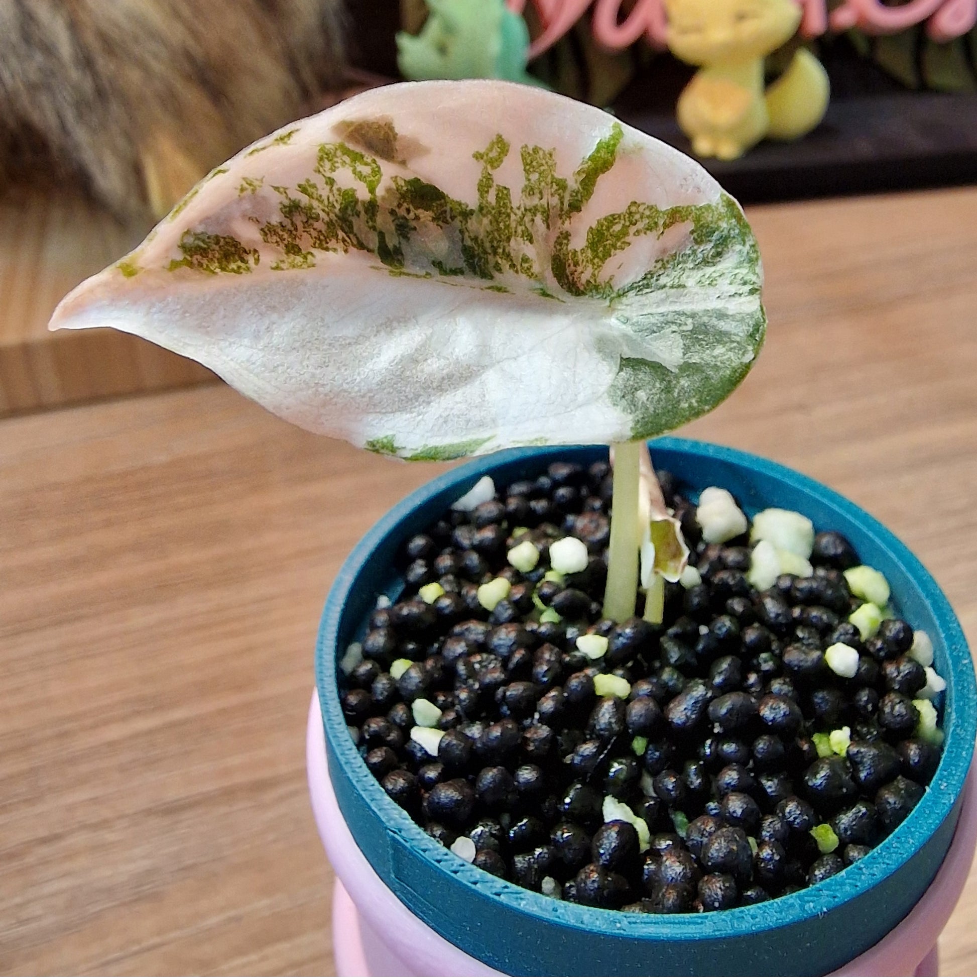 Alocasia Cuprea Pink/Marble