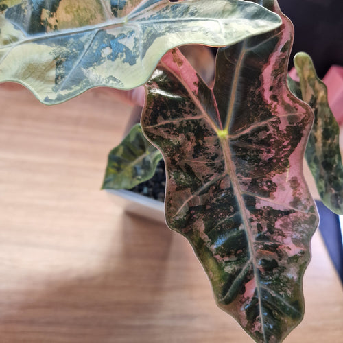 Alocasia 'Pseudo' Sanderiana Pink corm