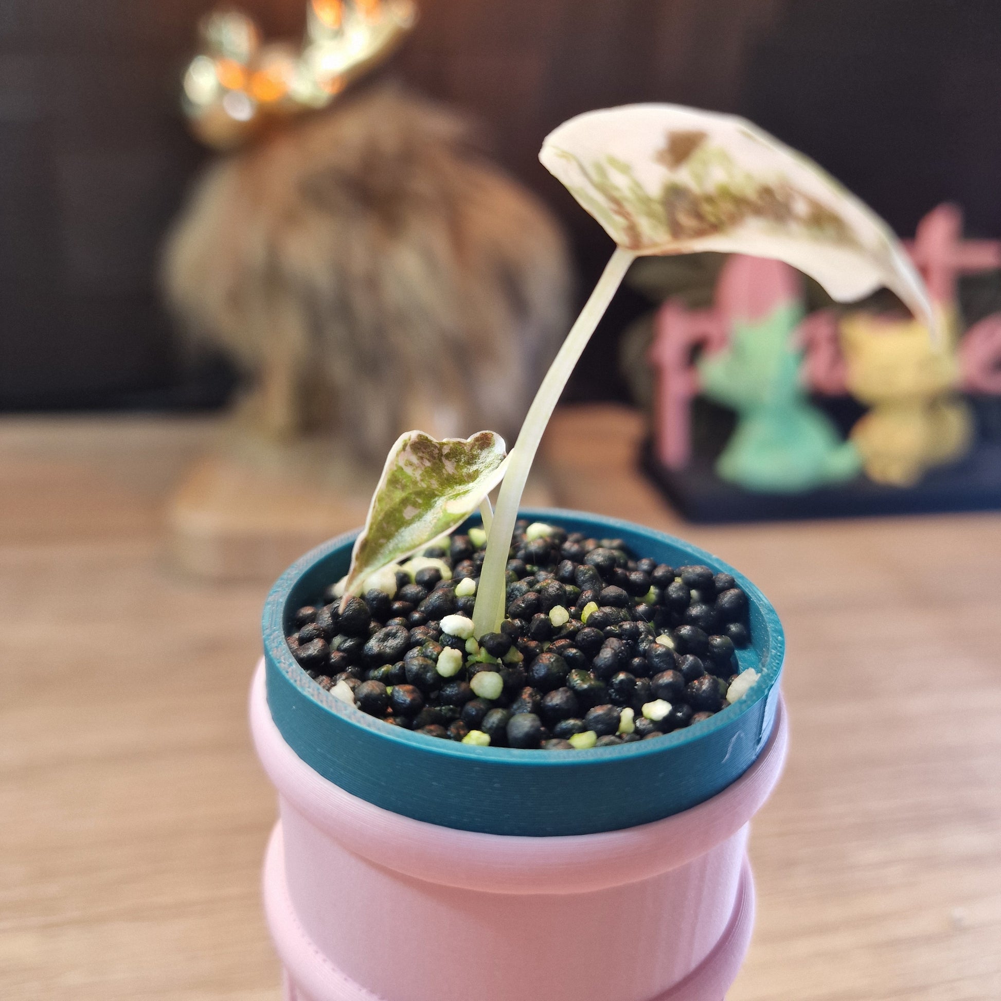 Alocasia Cuprea Pink/Marble