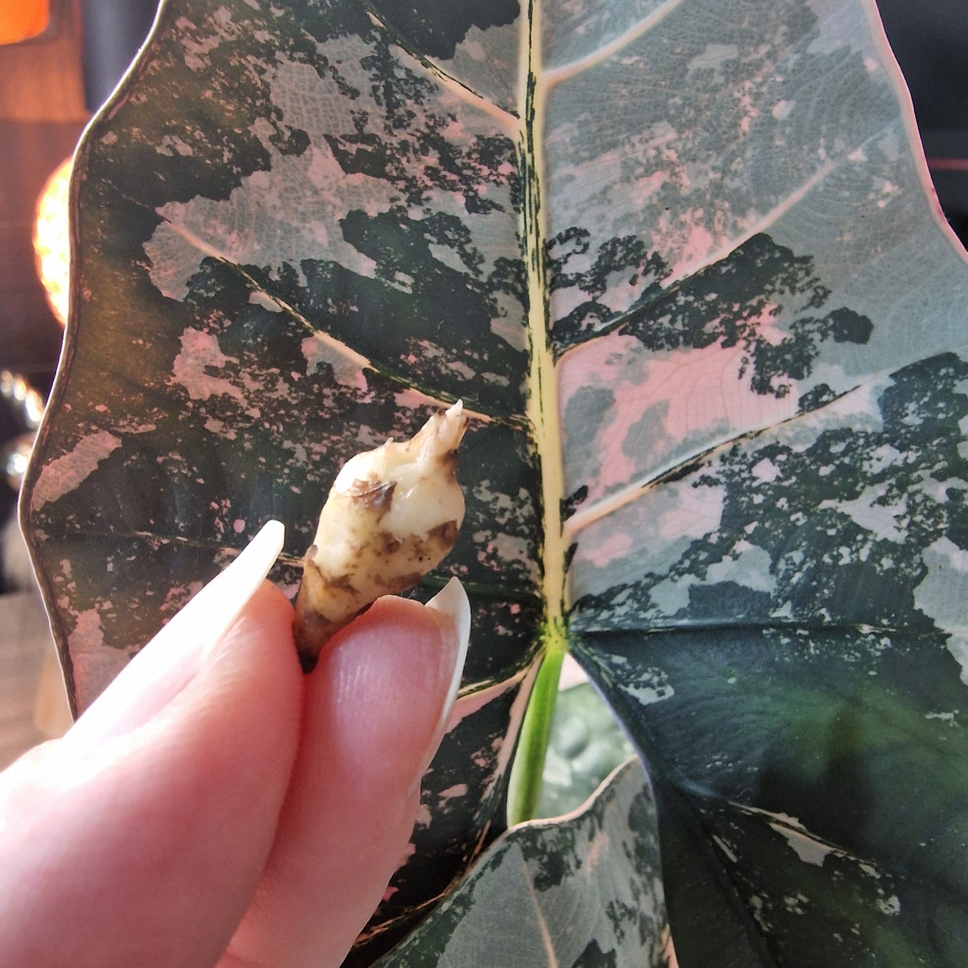 Alocasia Scabriuscula albo/pink corm