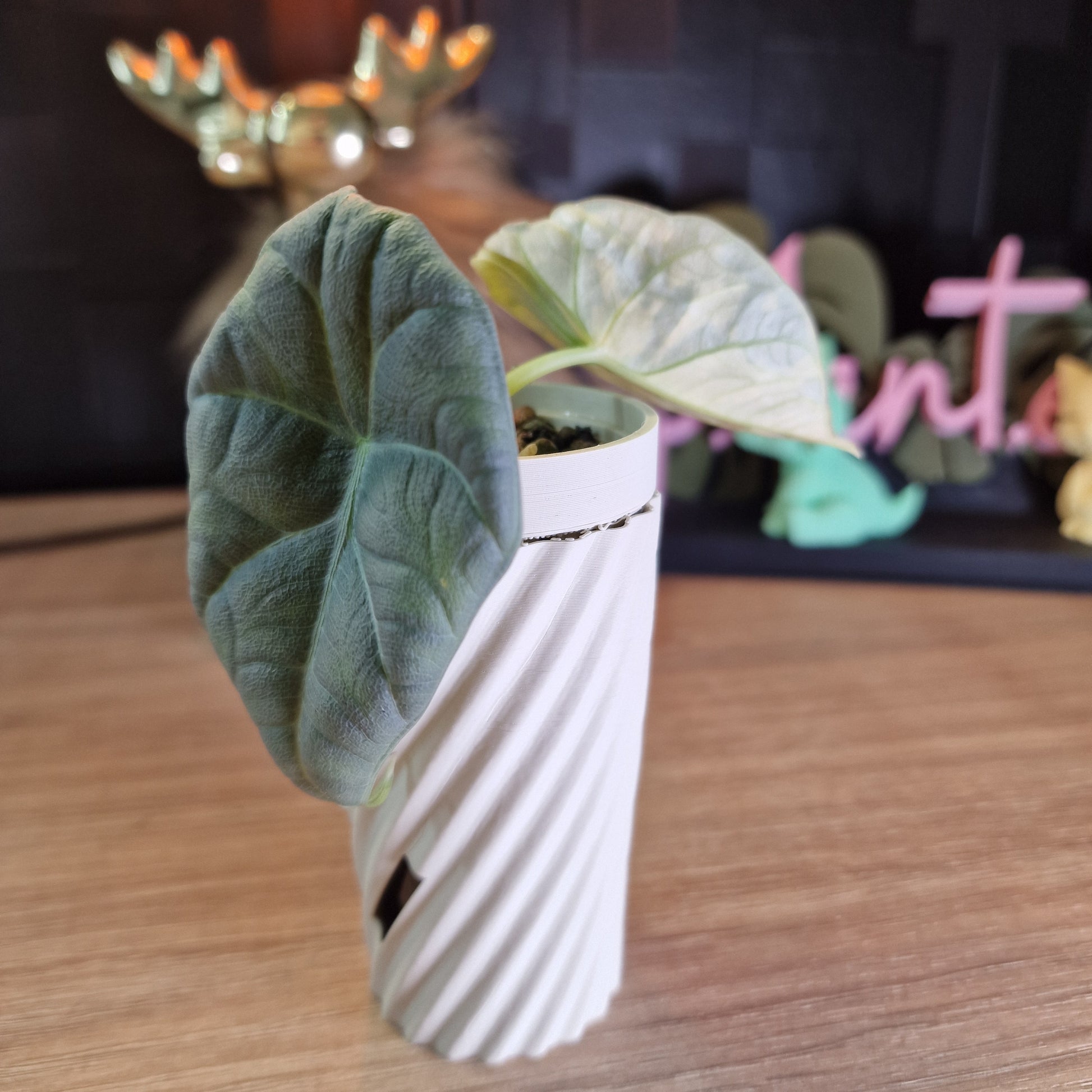 Alocasia Maharani albo