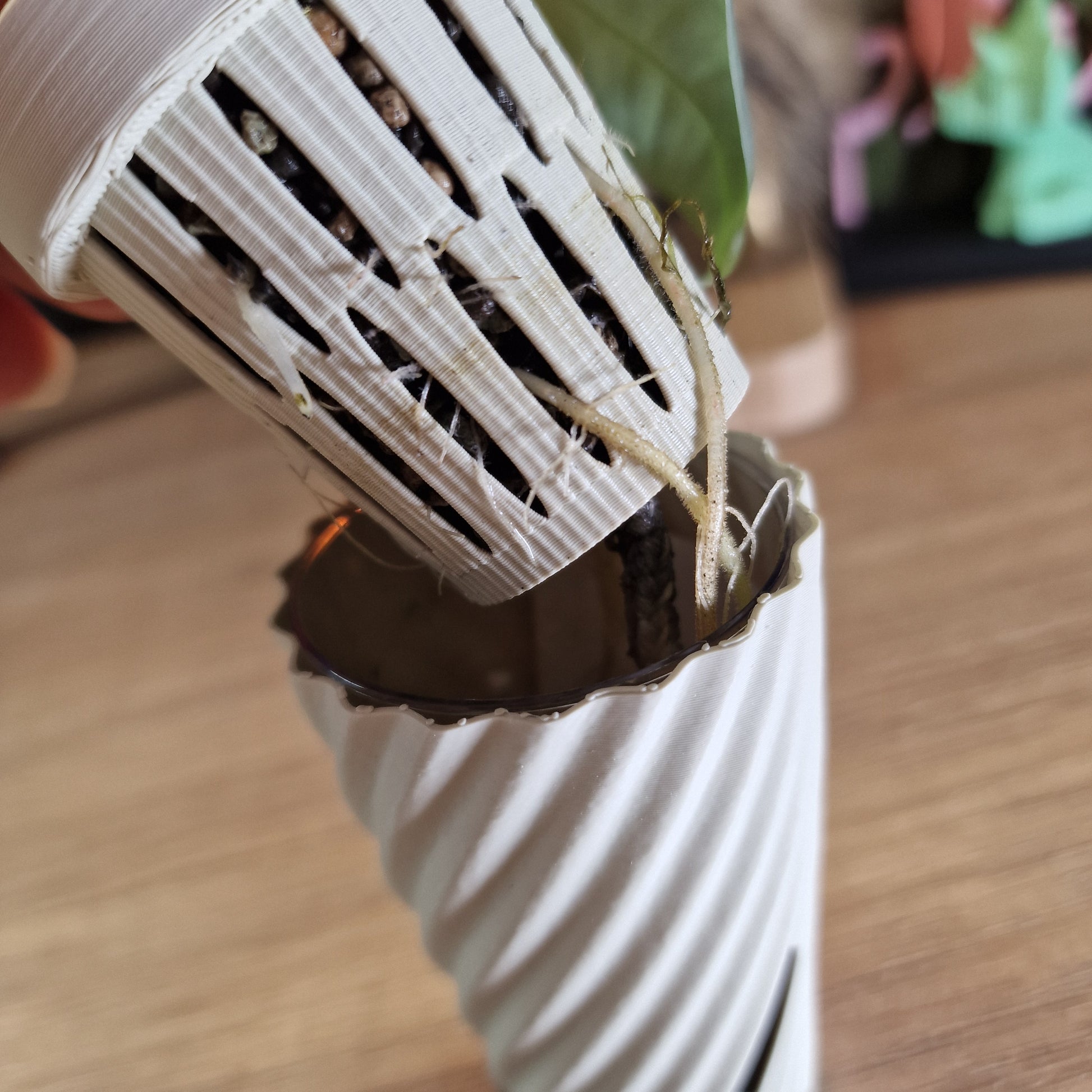 Alocasia Maharani albo