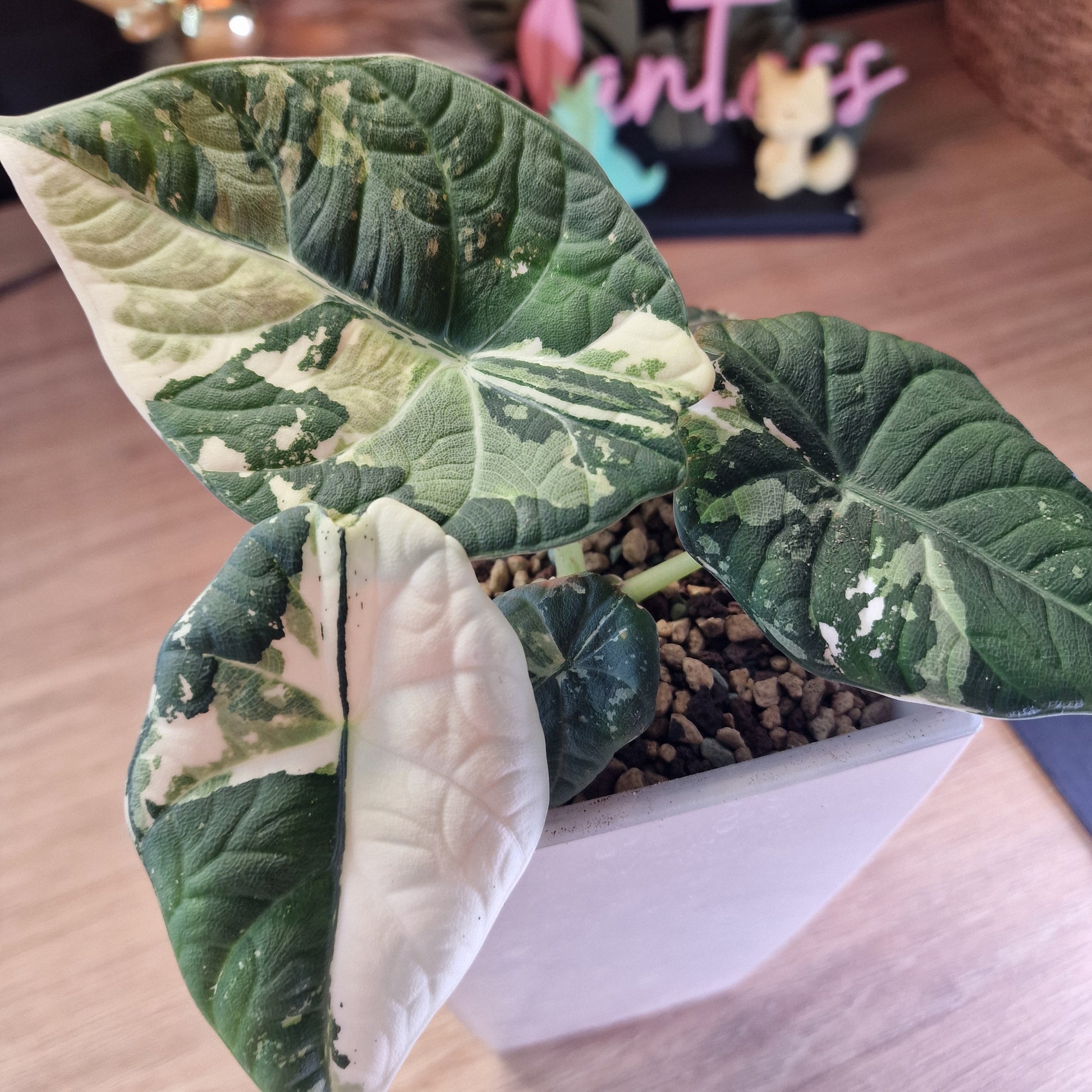 Alocasia Maharani albo