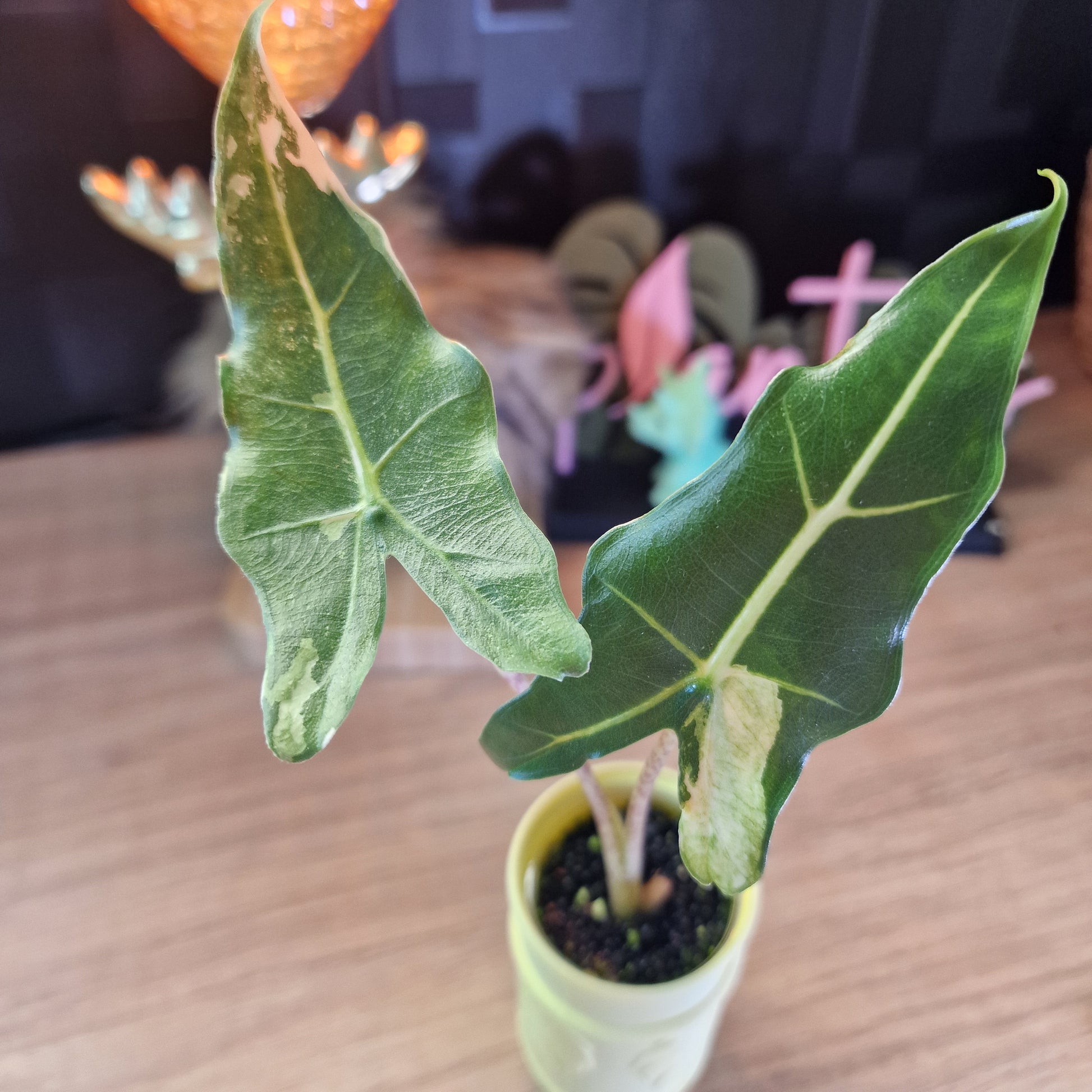 Alocasia Sarian albo