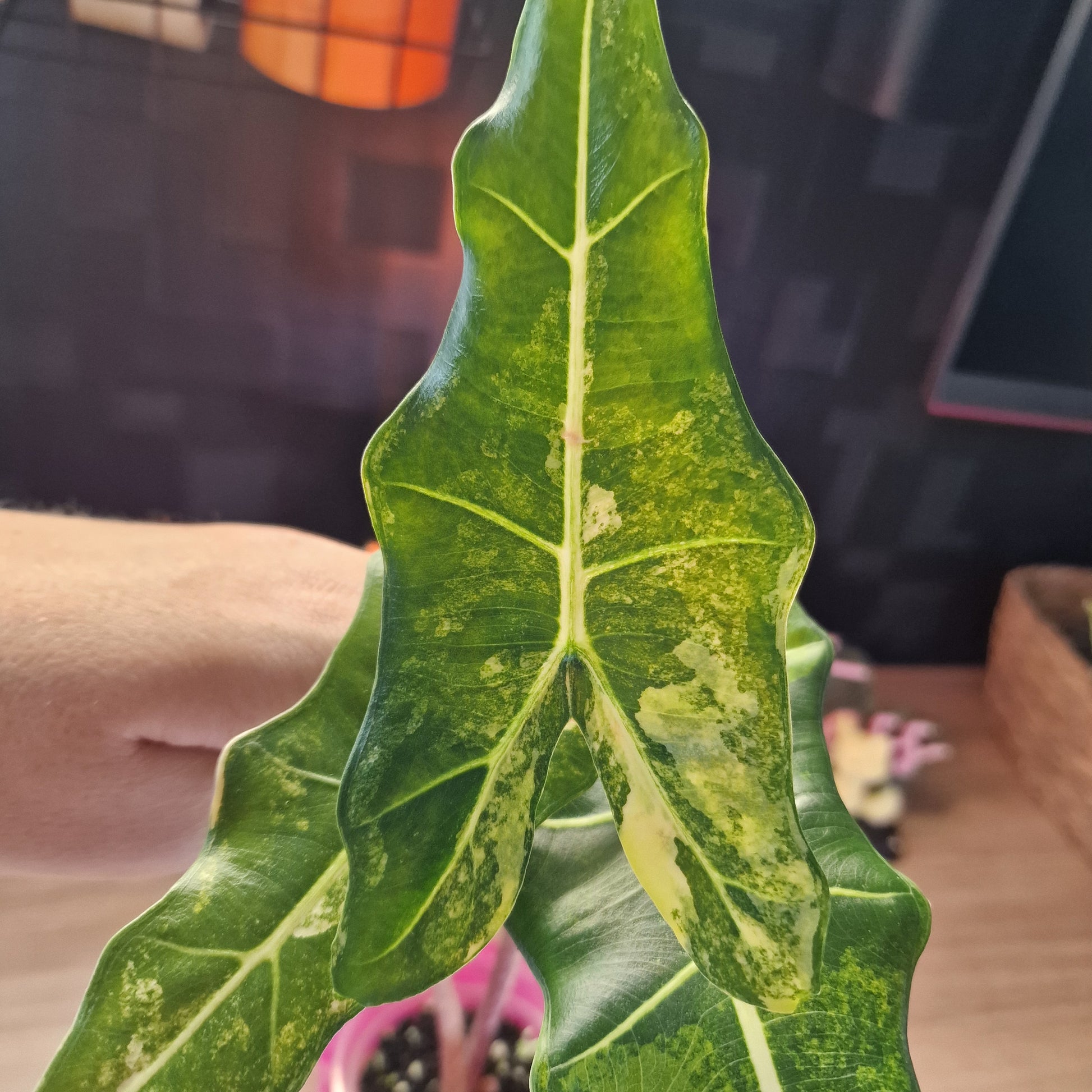 Alocasia Sarian aurea