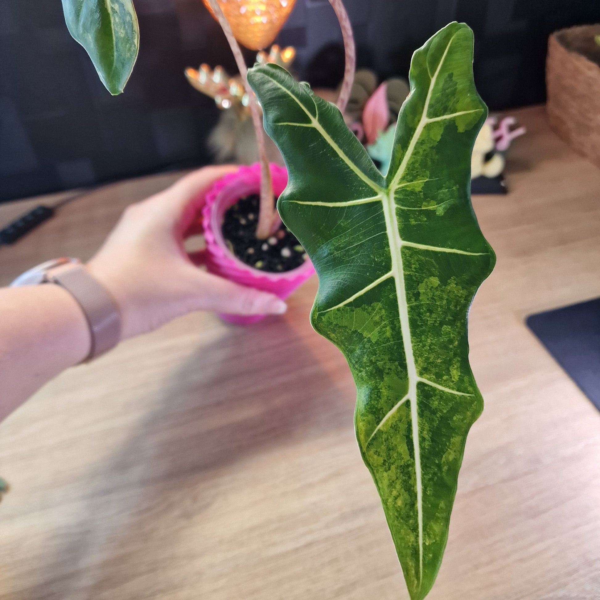 Alocasia Sarian aurea