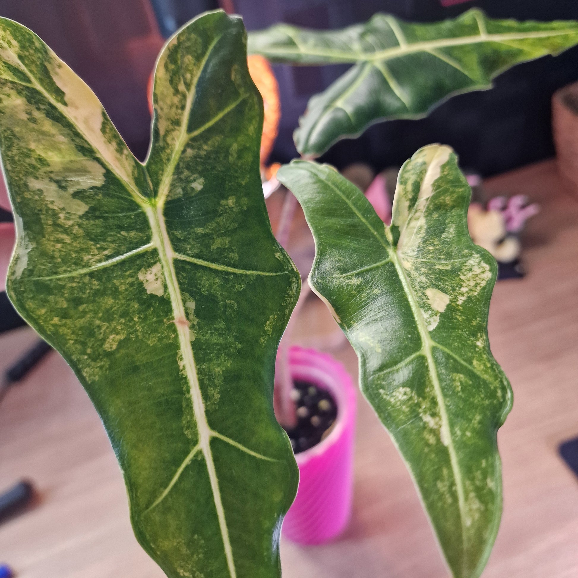 Alocasia Sarian aurea