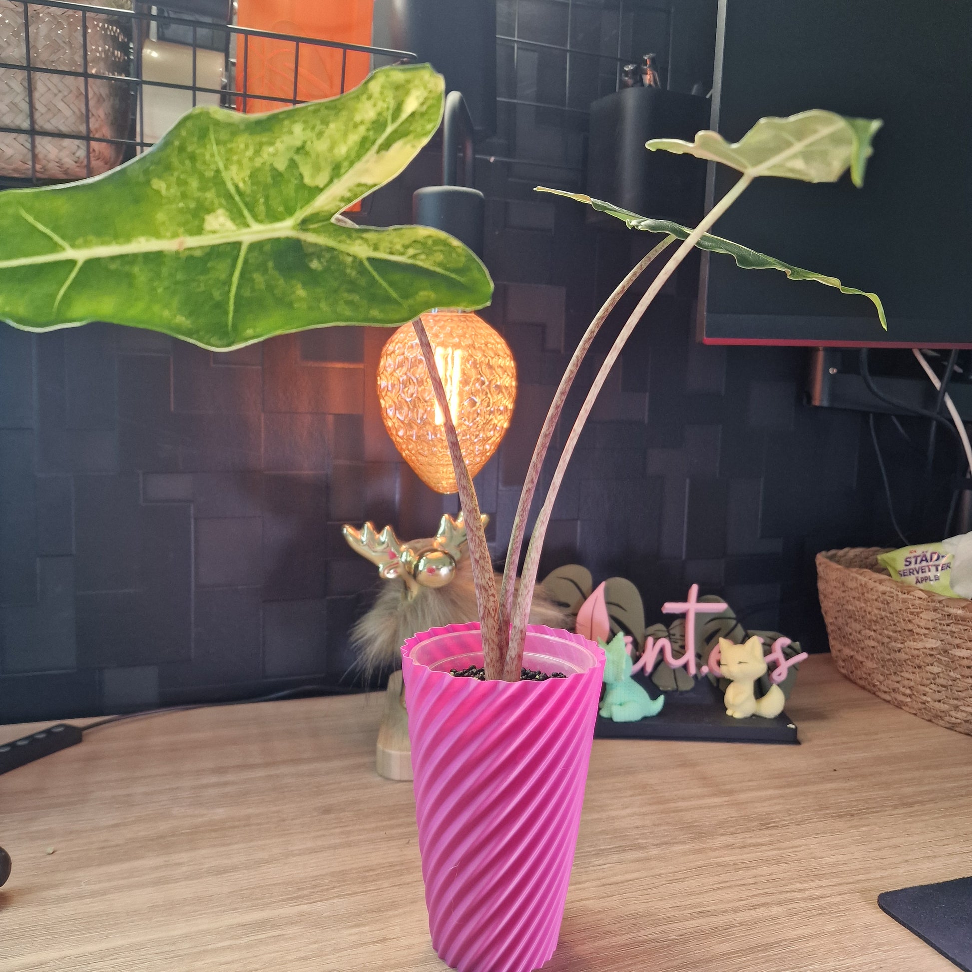 Alocasia Sarian aurea