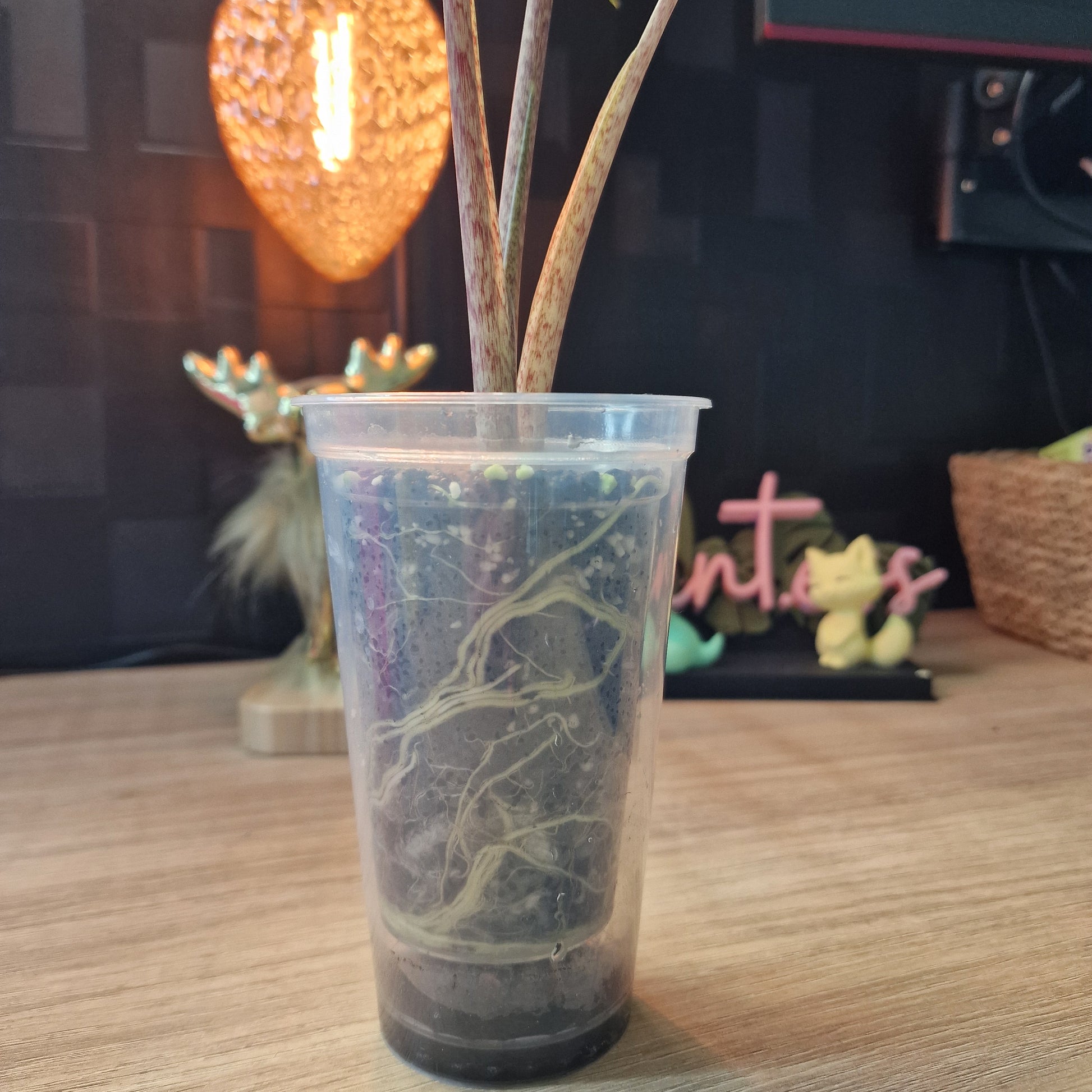 Alocasia Sarian aurea
