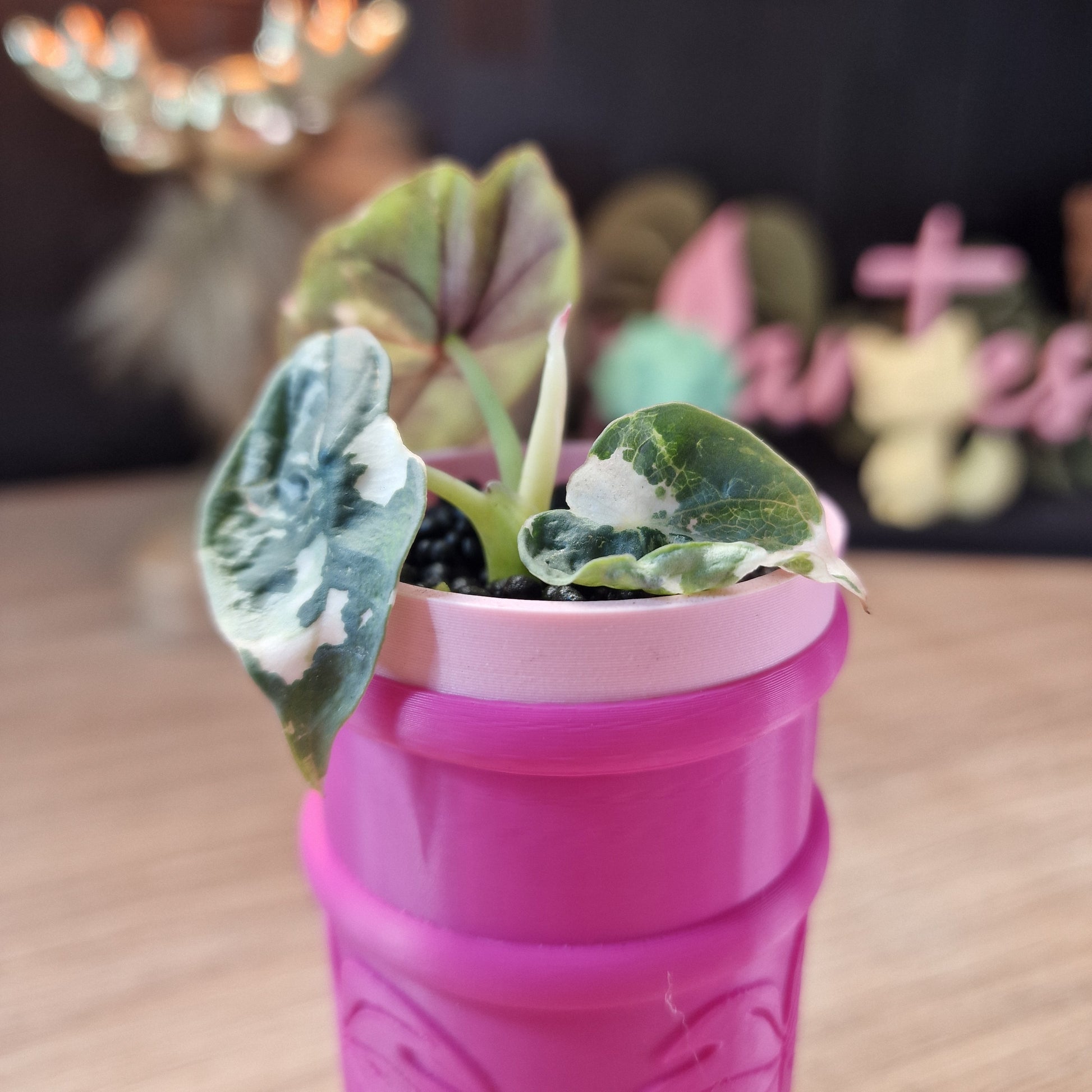 Alocasia Nebula albo/pink