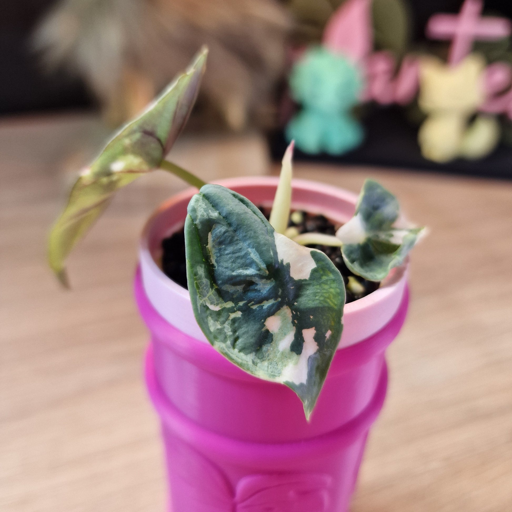 Alocasia Nebula albo/pink