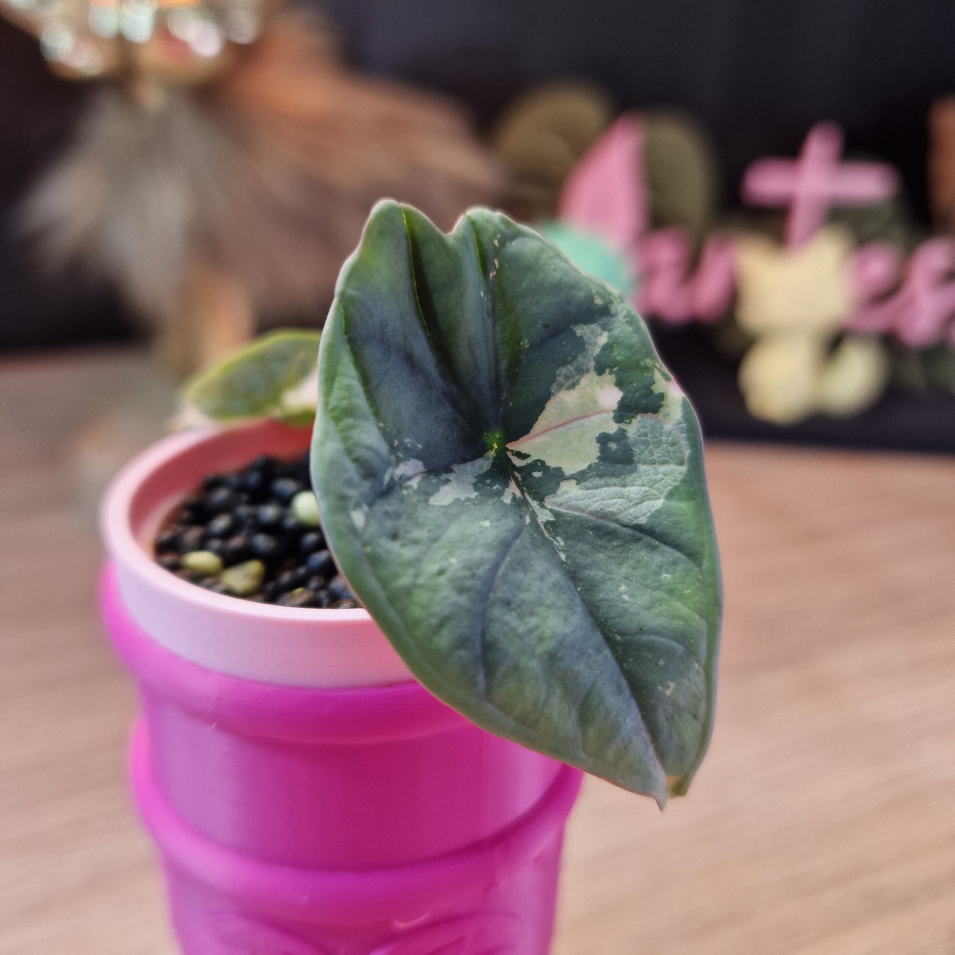 Alocasia Nebula albo/pink