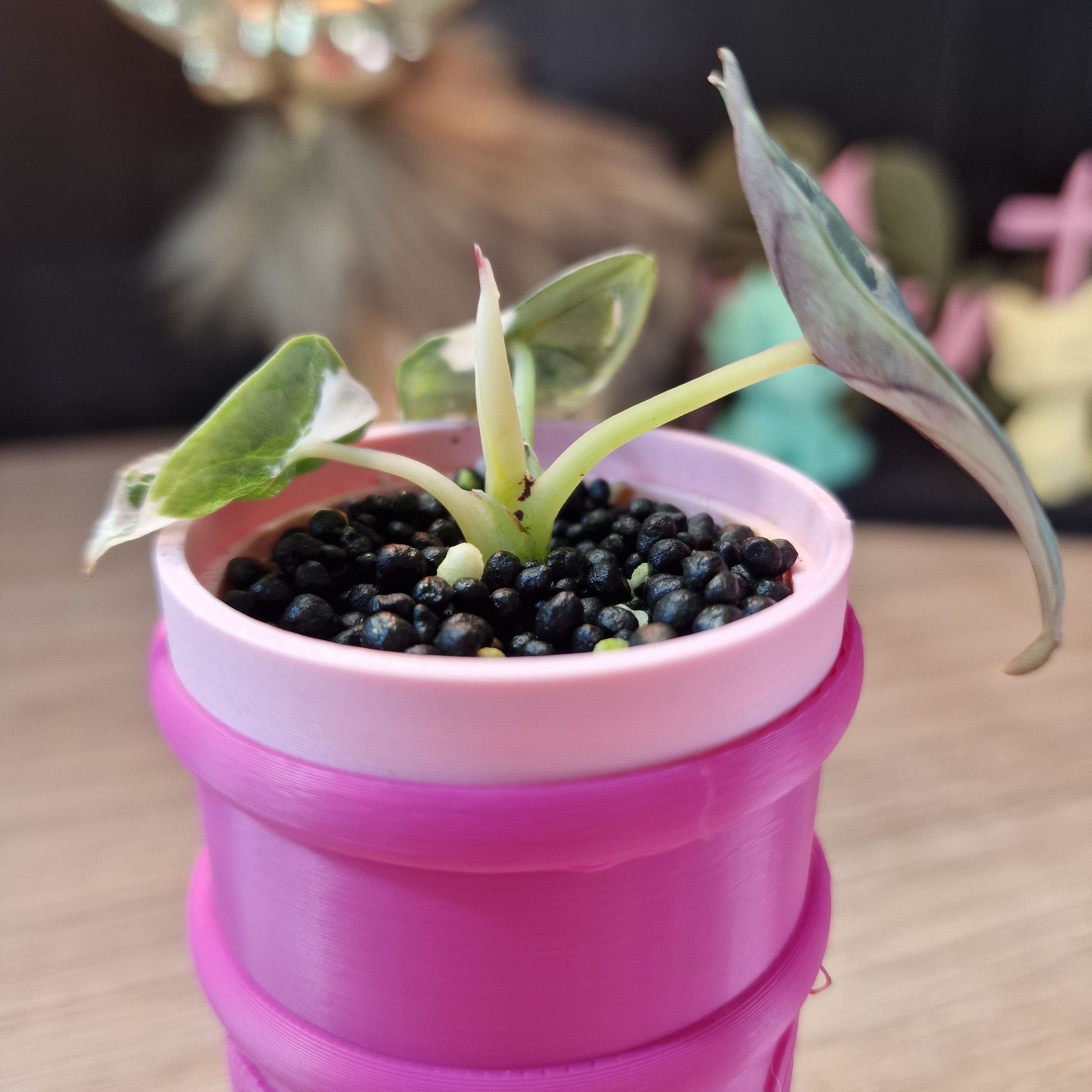Alocasia Nebula albo/pink