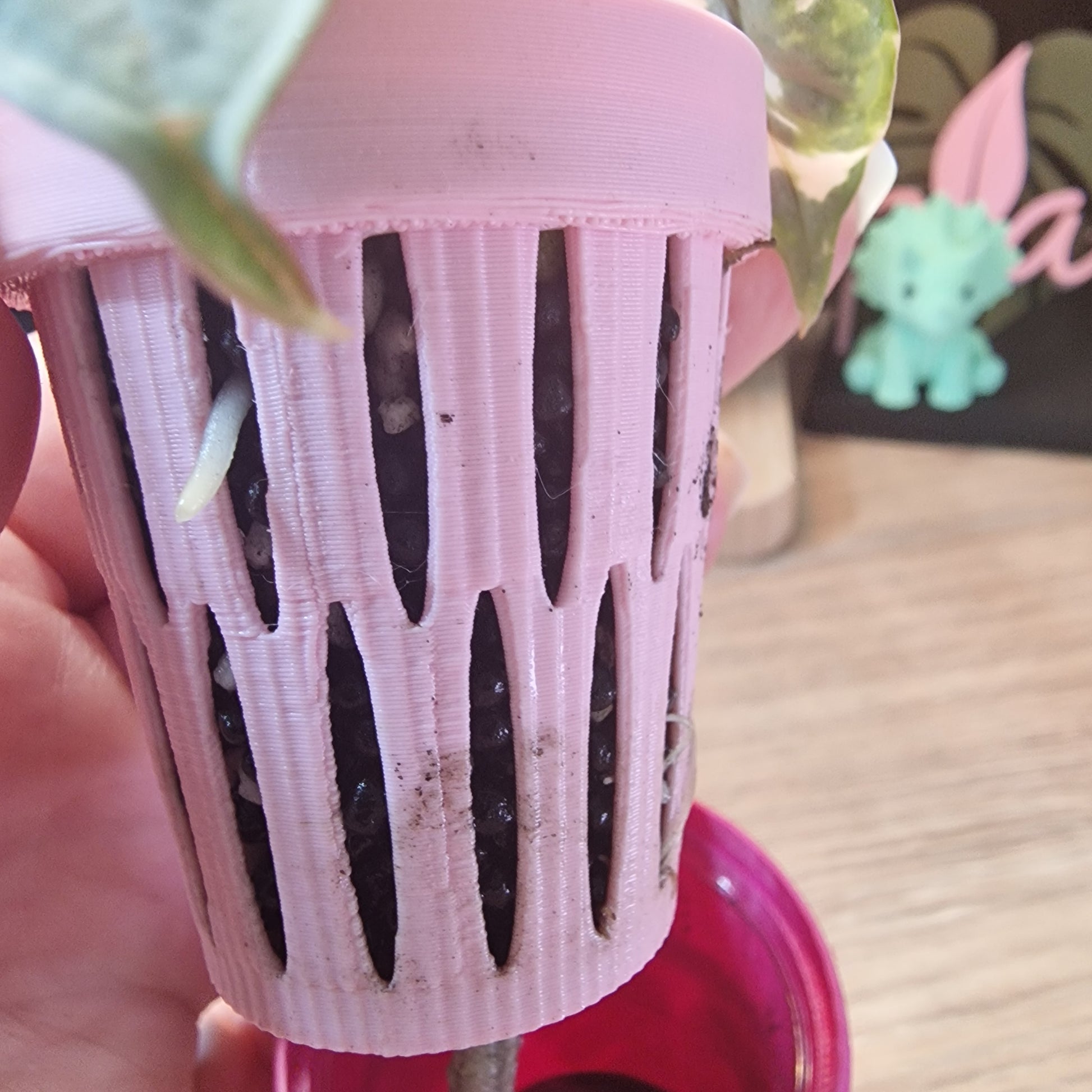 Alocasia Nebula albo/pink