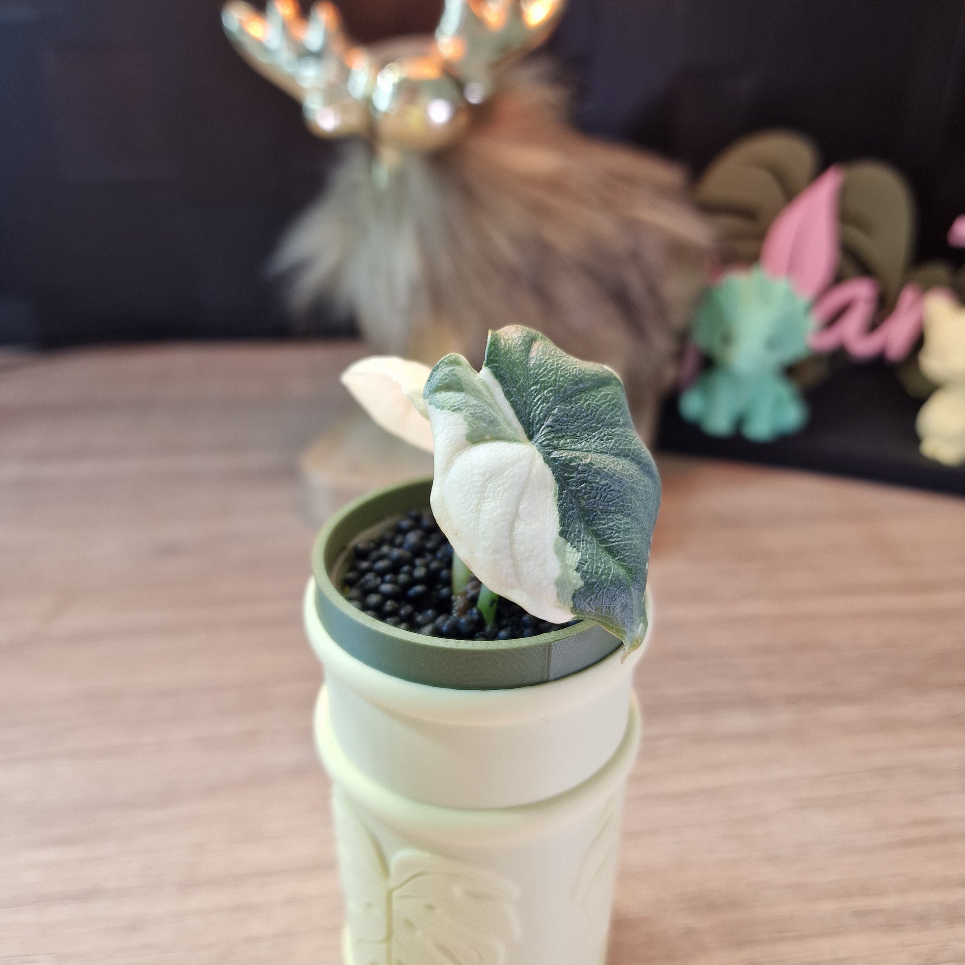 Alocasia Melo albo