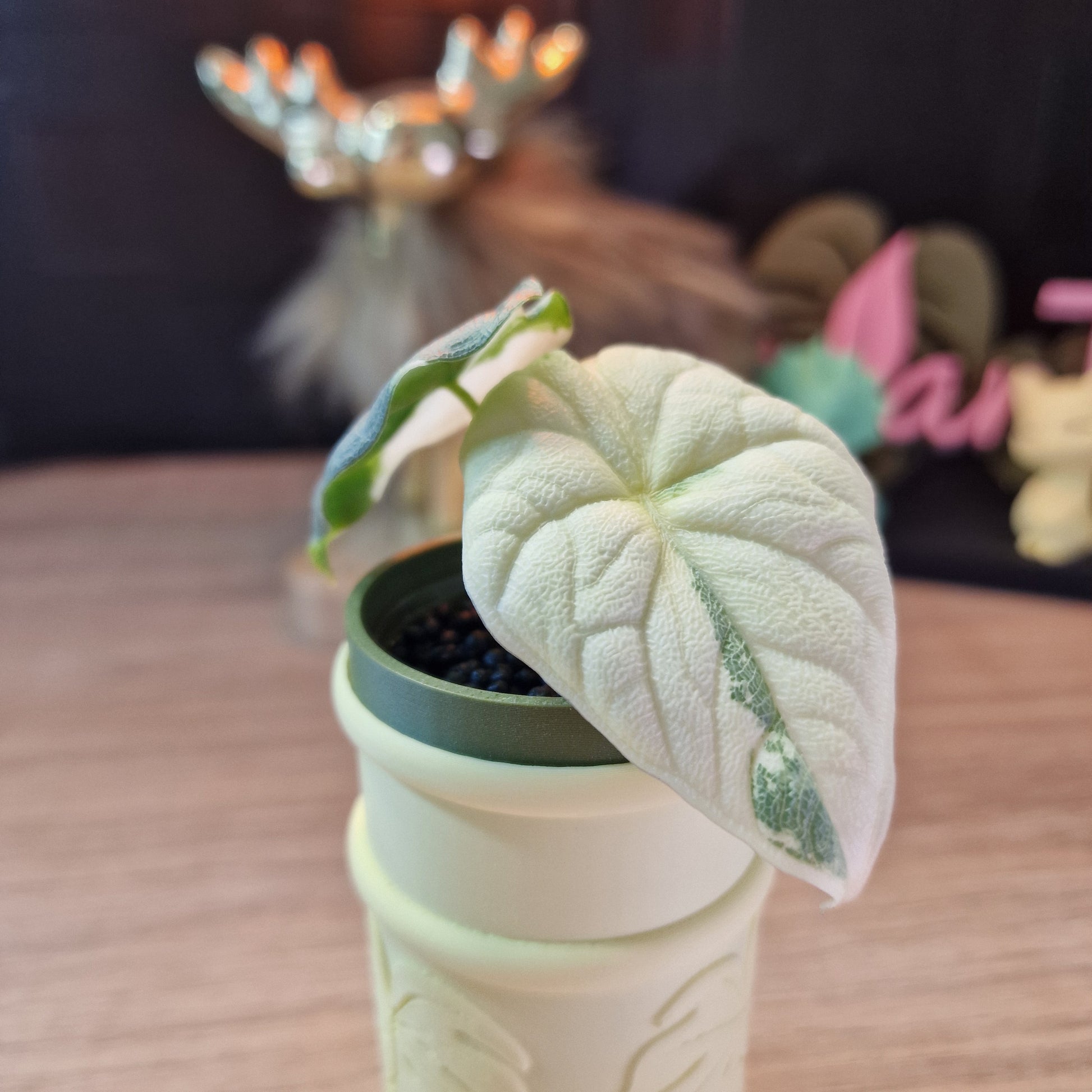 Alocasia Melo albo
