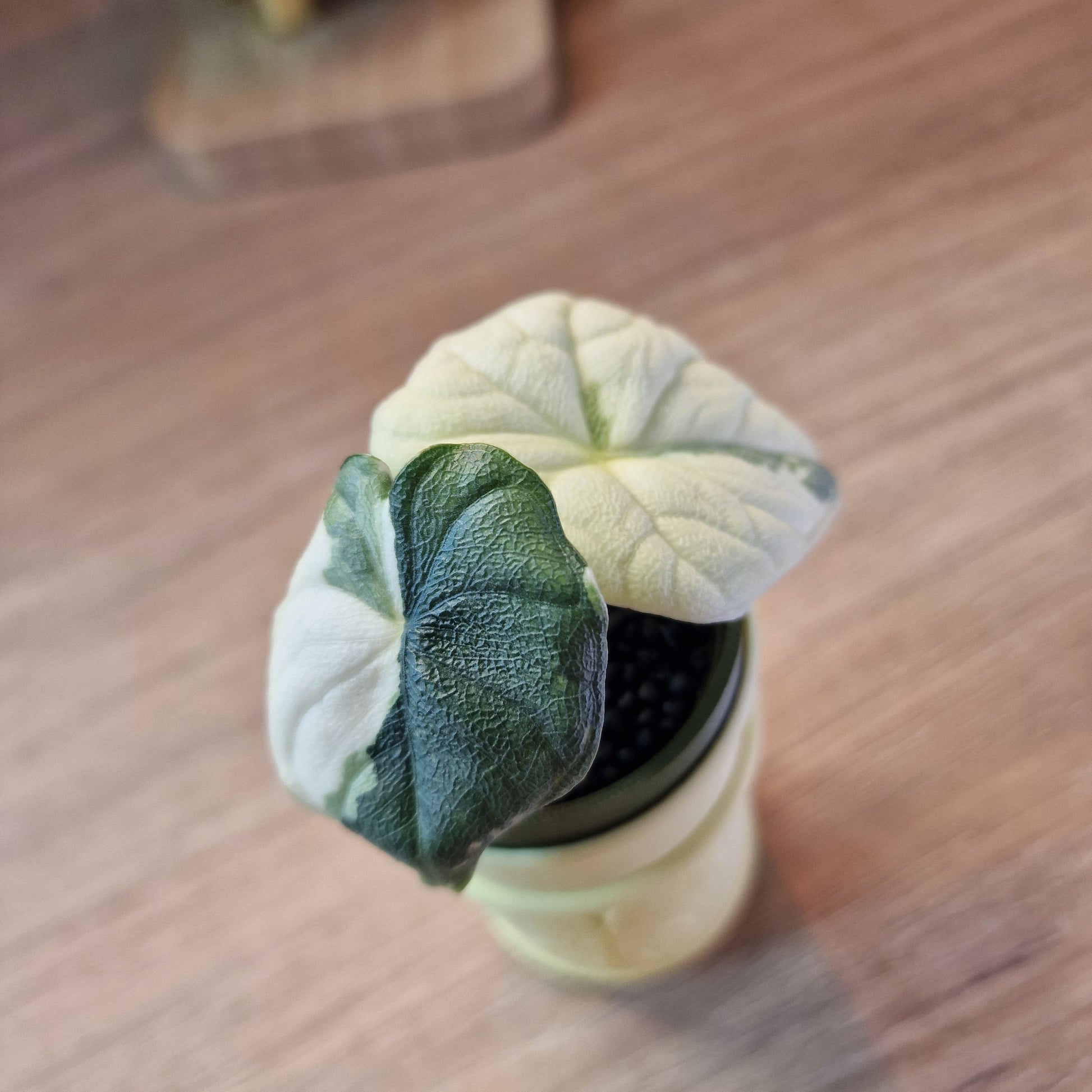 Alocasia Melo albo