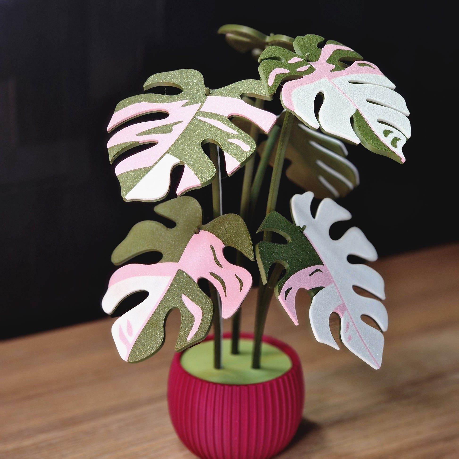 Monstera pink 'LIVEFOREVER'